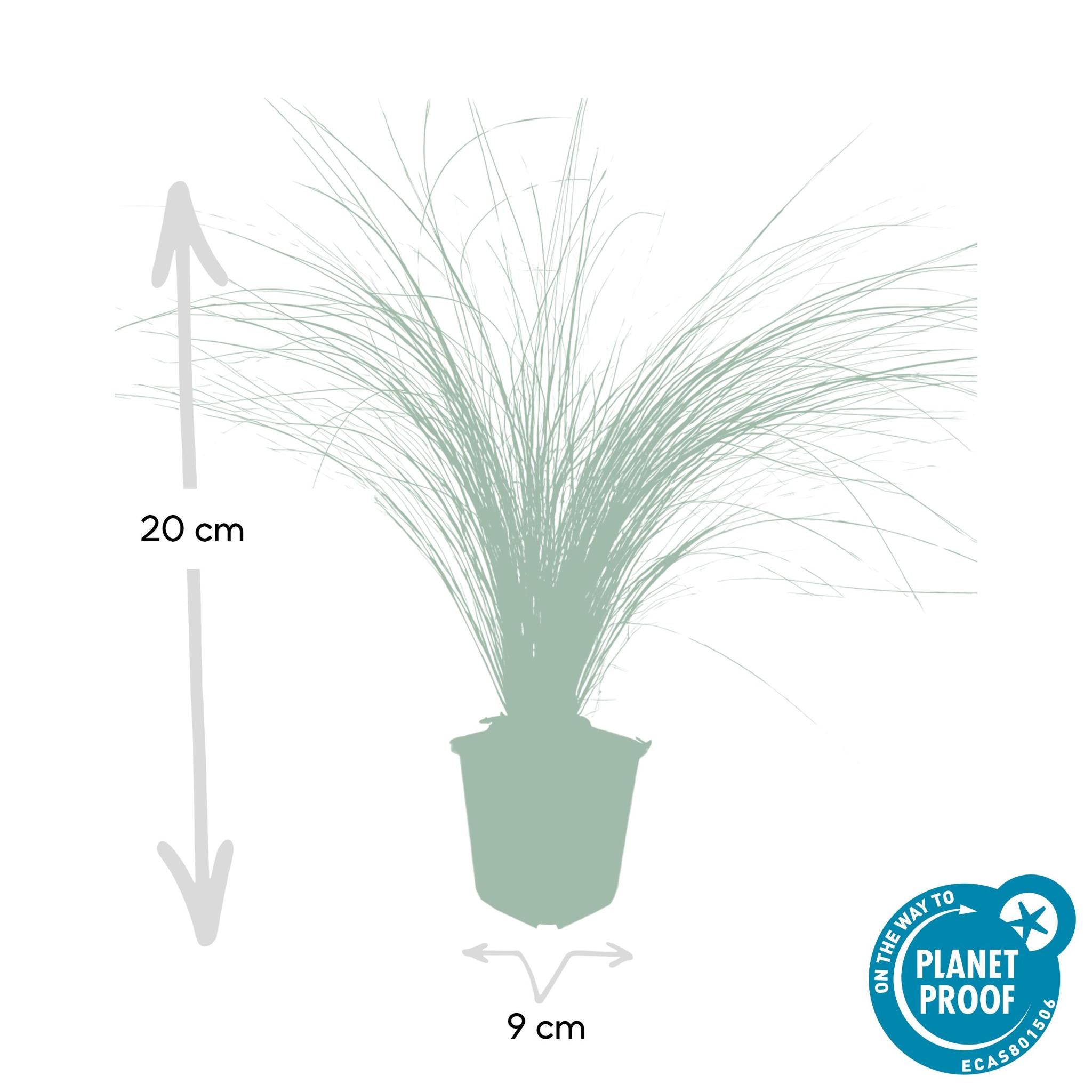 Ziergras - Stipa tenuissima 'Ponytails' - ↕10-25cm - Ø9cm  - 6 Stück