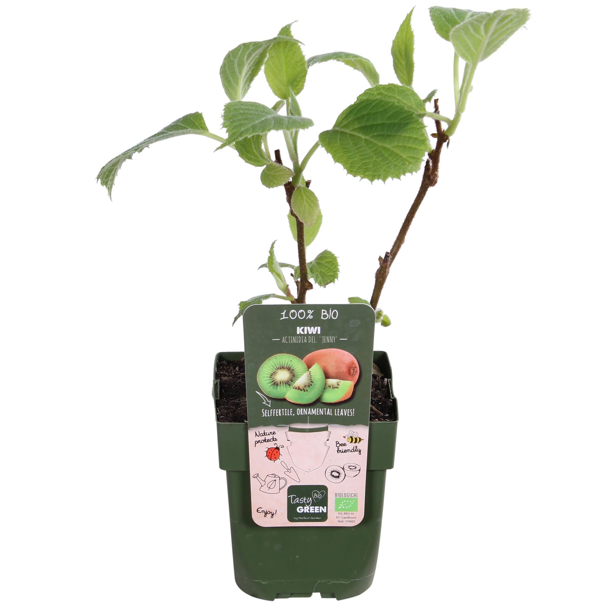 KIwipflanze Jenny - Actinidia delciosioa 'Jenny'  3 Stück ↨45cm - Ø13