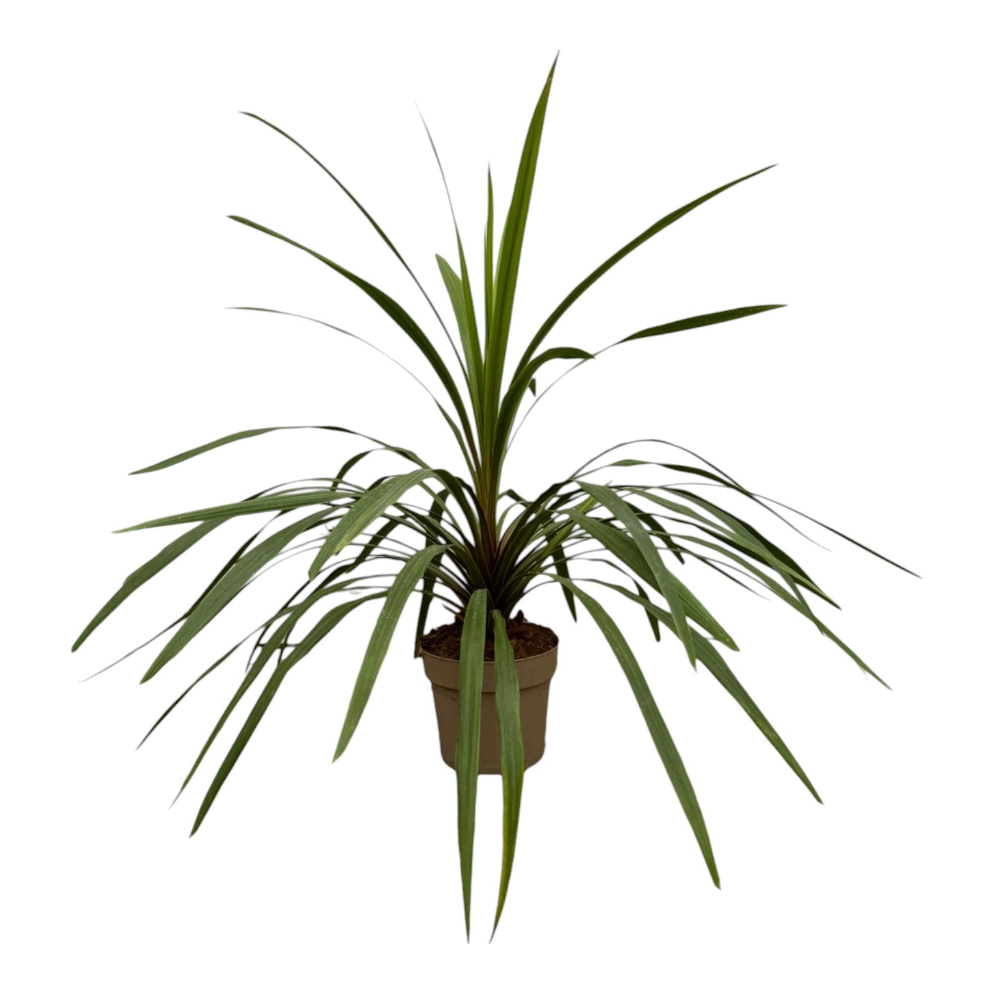 Bergkeulenlilie - Cordyline Peko - 90 cm - Ø24cm