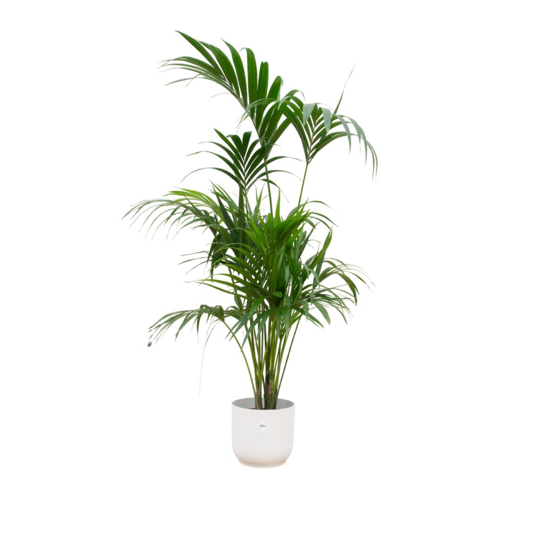 Kentia Palme - Howea Forsteriana - inklusive elho Vibes Fold Round Topf weiß Ø30 - 180 cm