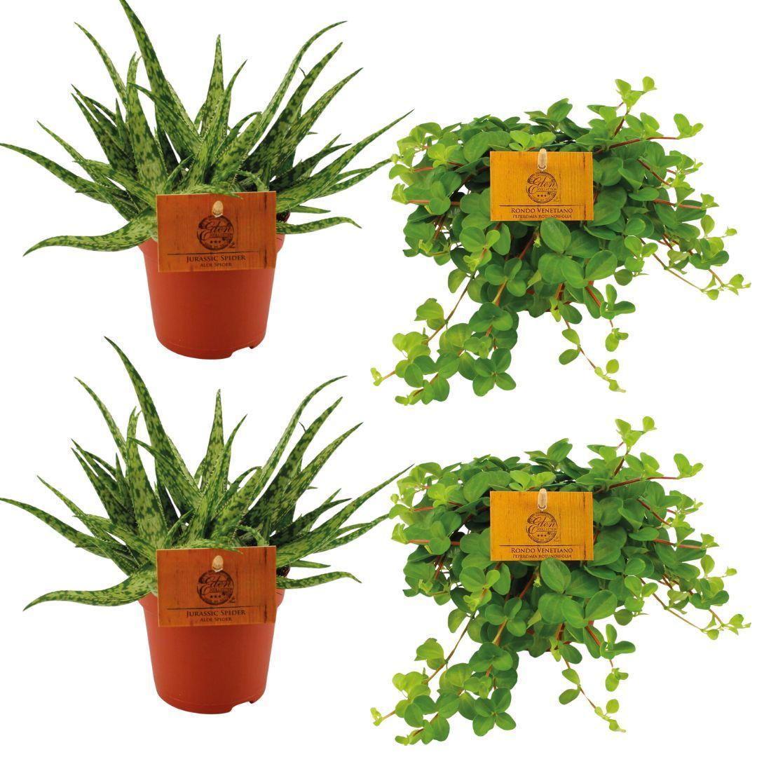 Planzen Mix - Aloe Spider + 2x  Peperomia Rotundifolia - 4 stück - Ø10.5cm - ↕10cm