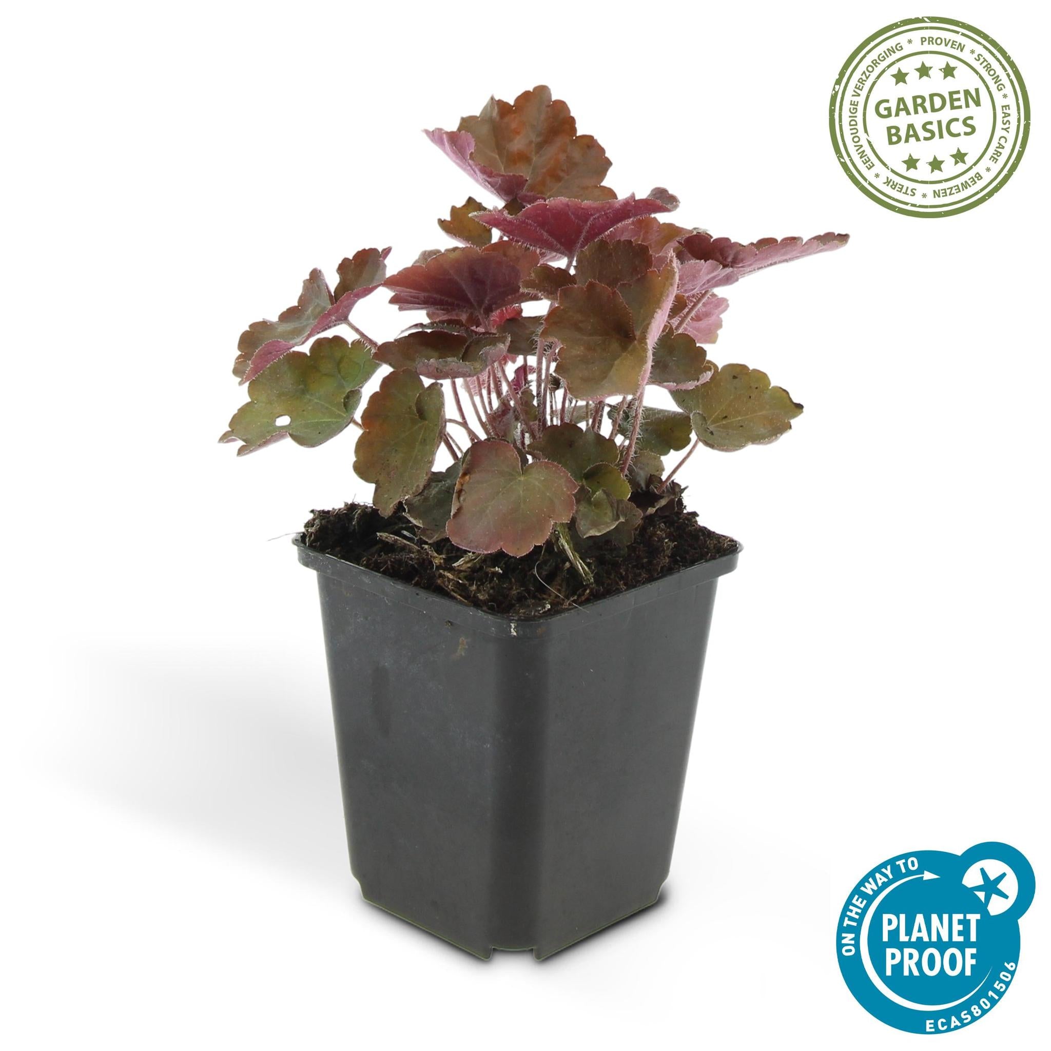 Purpurglöckchen -  Heuchera Micrantha 'Palace Purple' - ↕25cm - Ø9cm   20 Stück