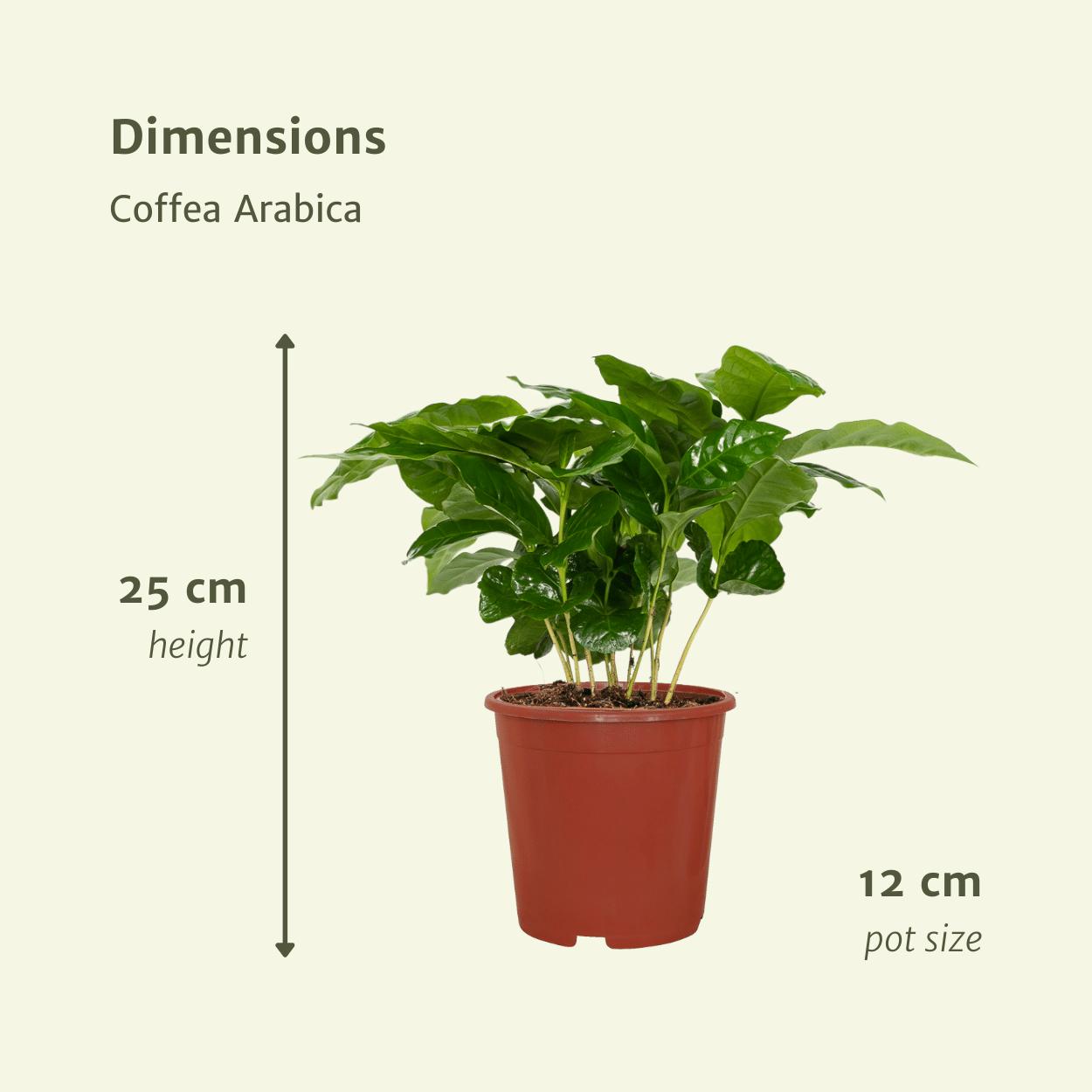 Coffea Arabica (koffieplant) - 2 stuks - Ø12cm - ↕25cm