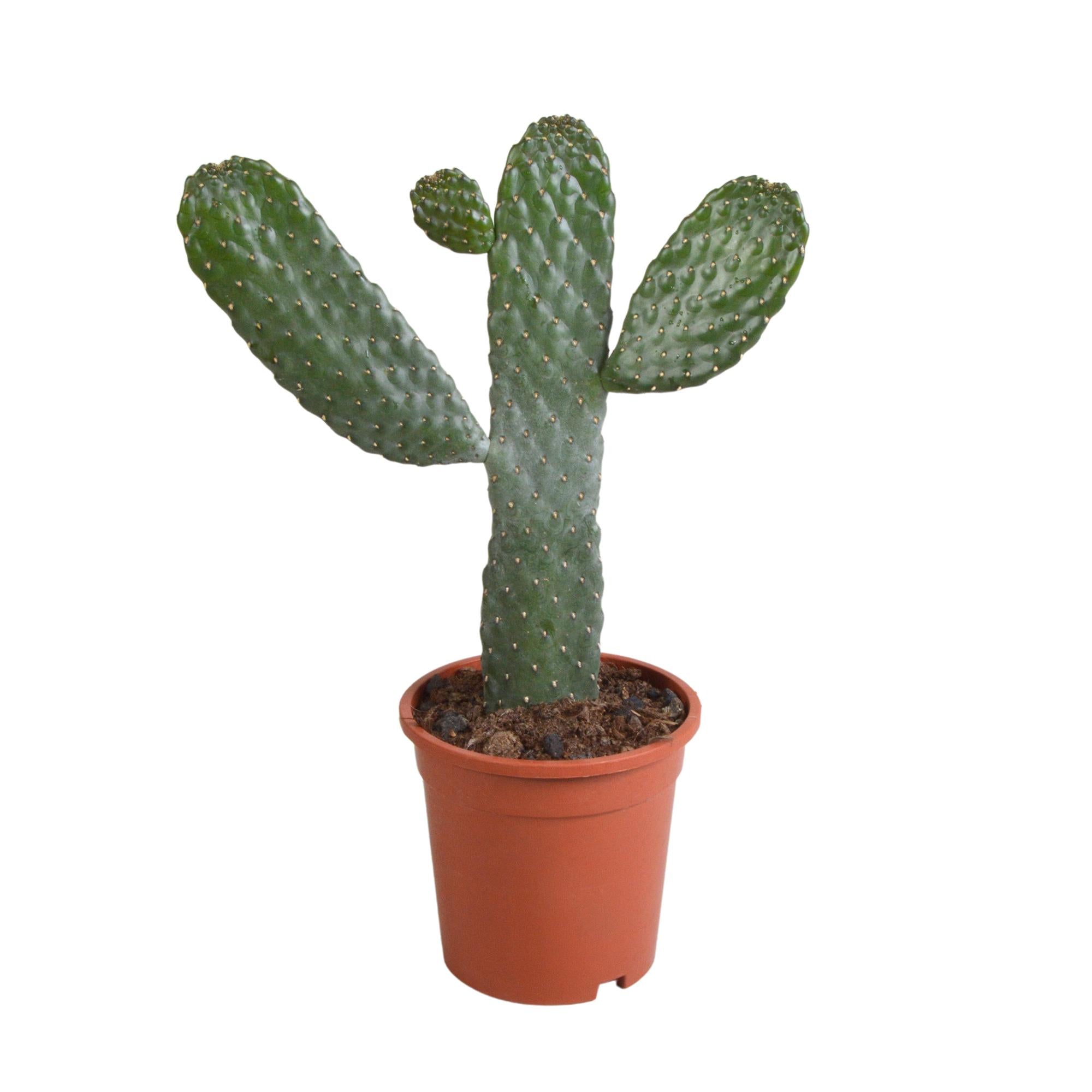 Opuntia consulae - 17cm - zonder pot