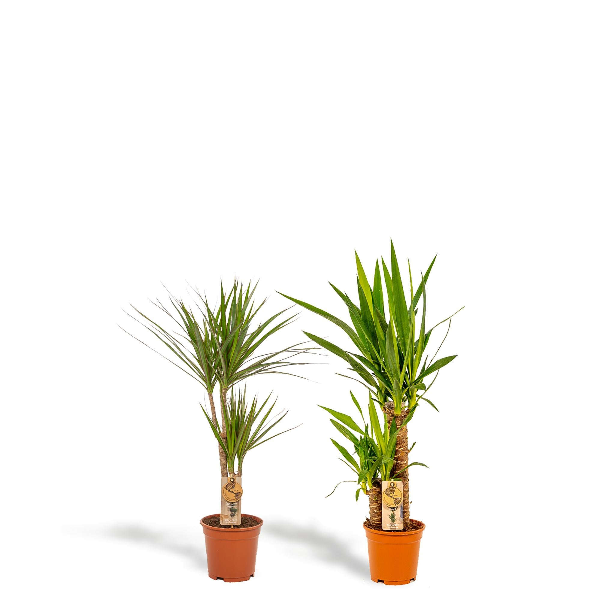 Pflanzen Mix - Drachenbaum Dracaena und Yucca Palme o ↨70cm - Ø17cm + Yucca ↨90cm - Ø17cm