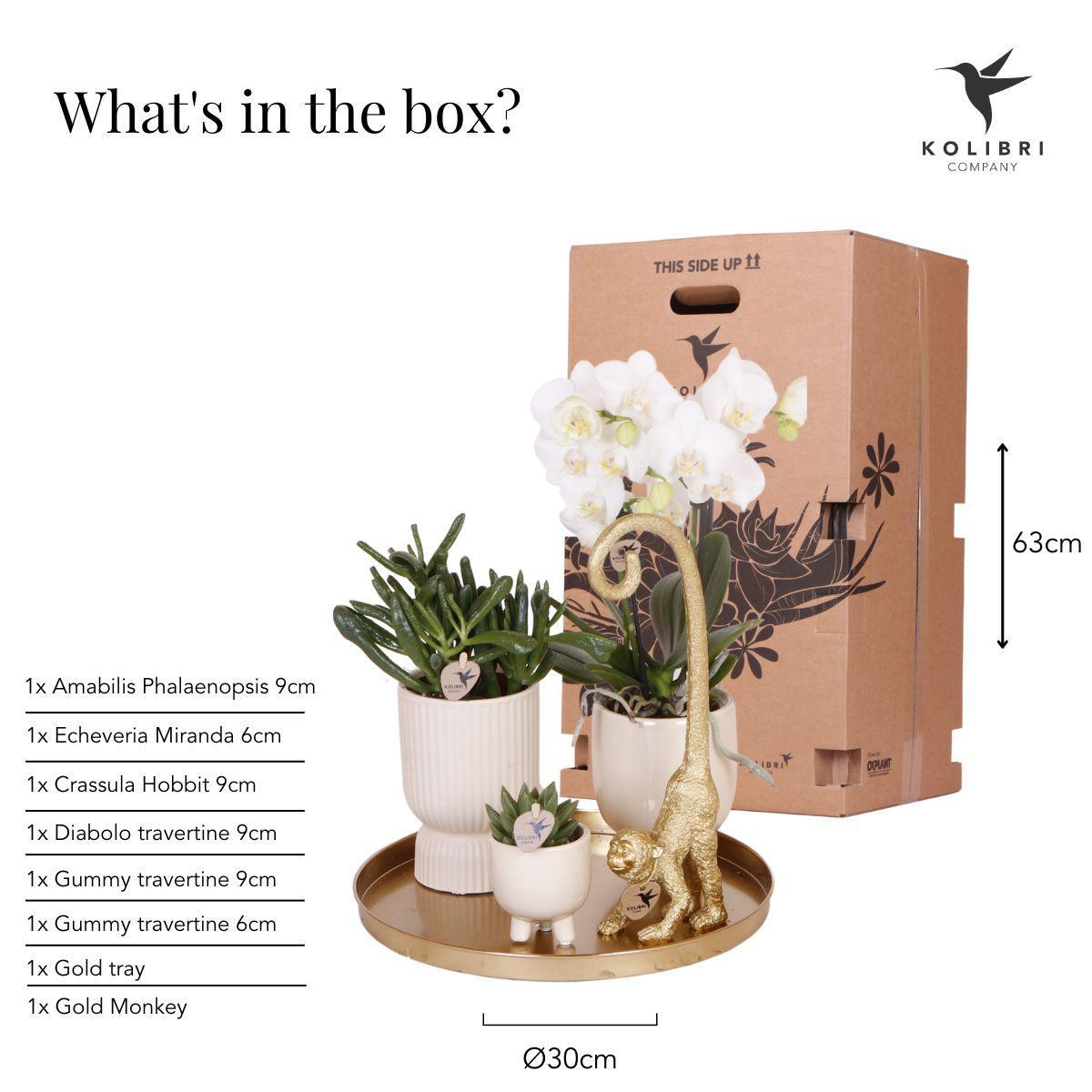 Orchidee Komplettes Pflanzenset Luxury Living | Grünpflanzen mit weißer Phalaenopsis-Orchidee inkl. Keramik-Ziertöpfe und Zubehör