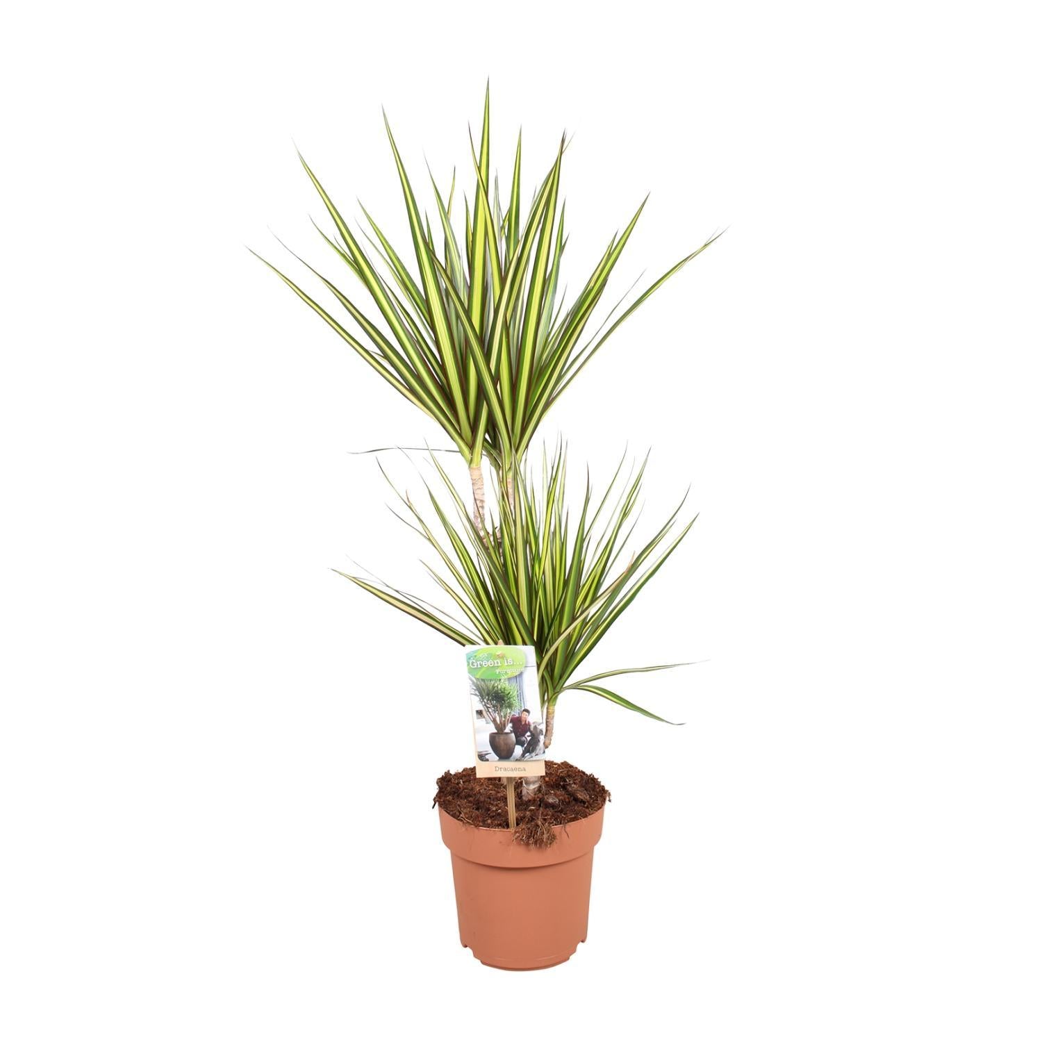 Dracaena Zonnestraal - Ø17 ↕70