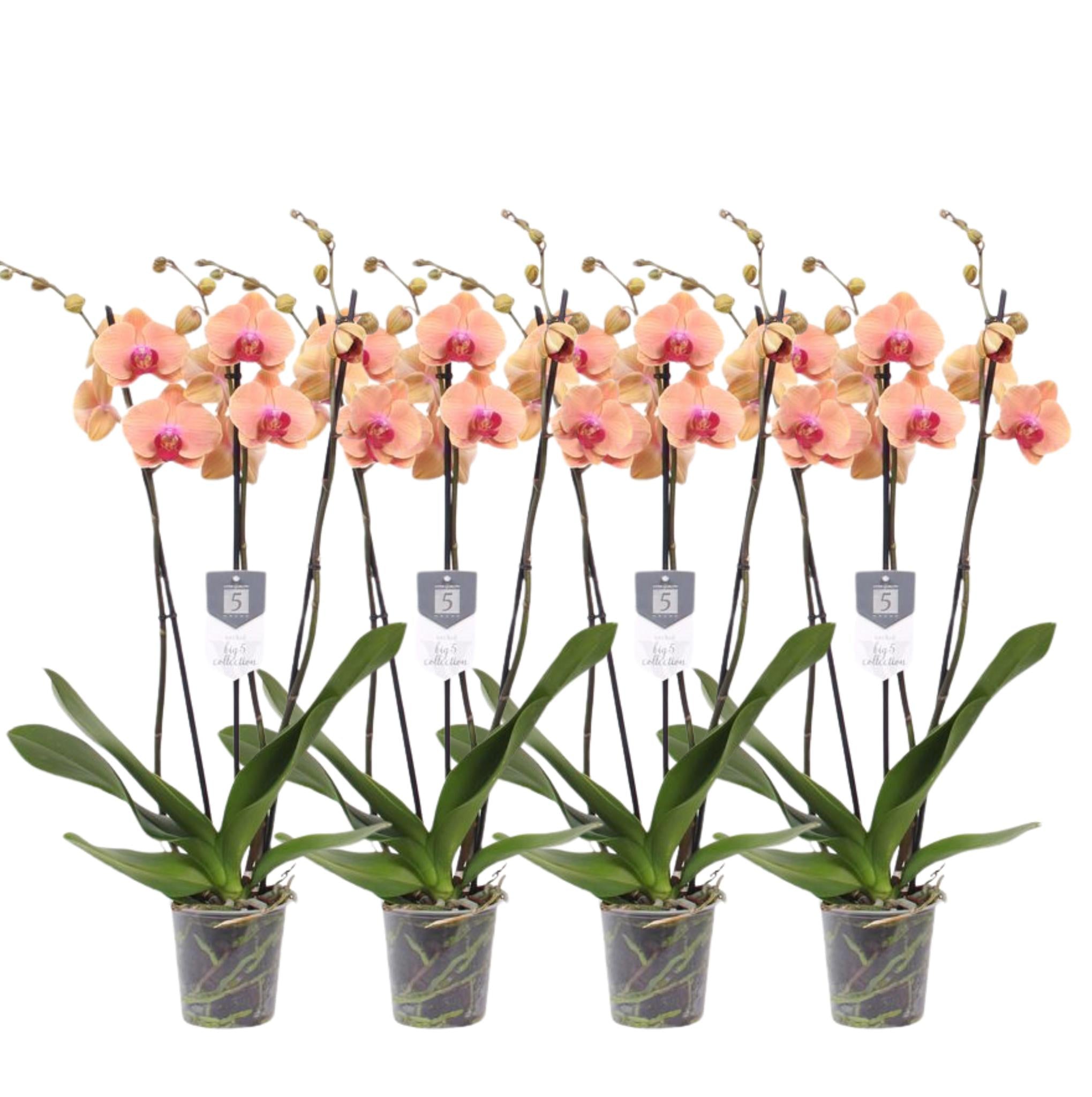 Orchidee Set 4 - Phalaenopsis Carribean Dream - 3 tak orchidee - 60 cm - Ø12cm