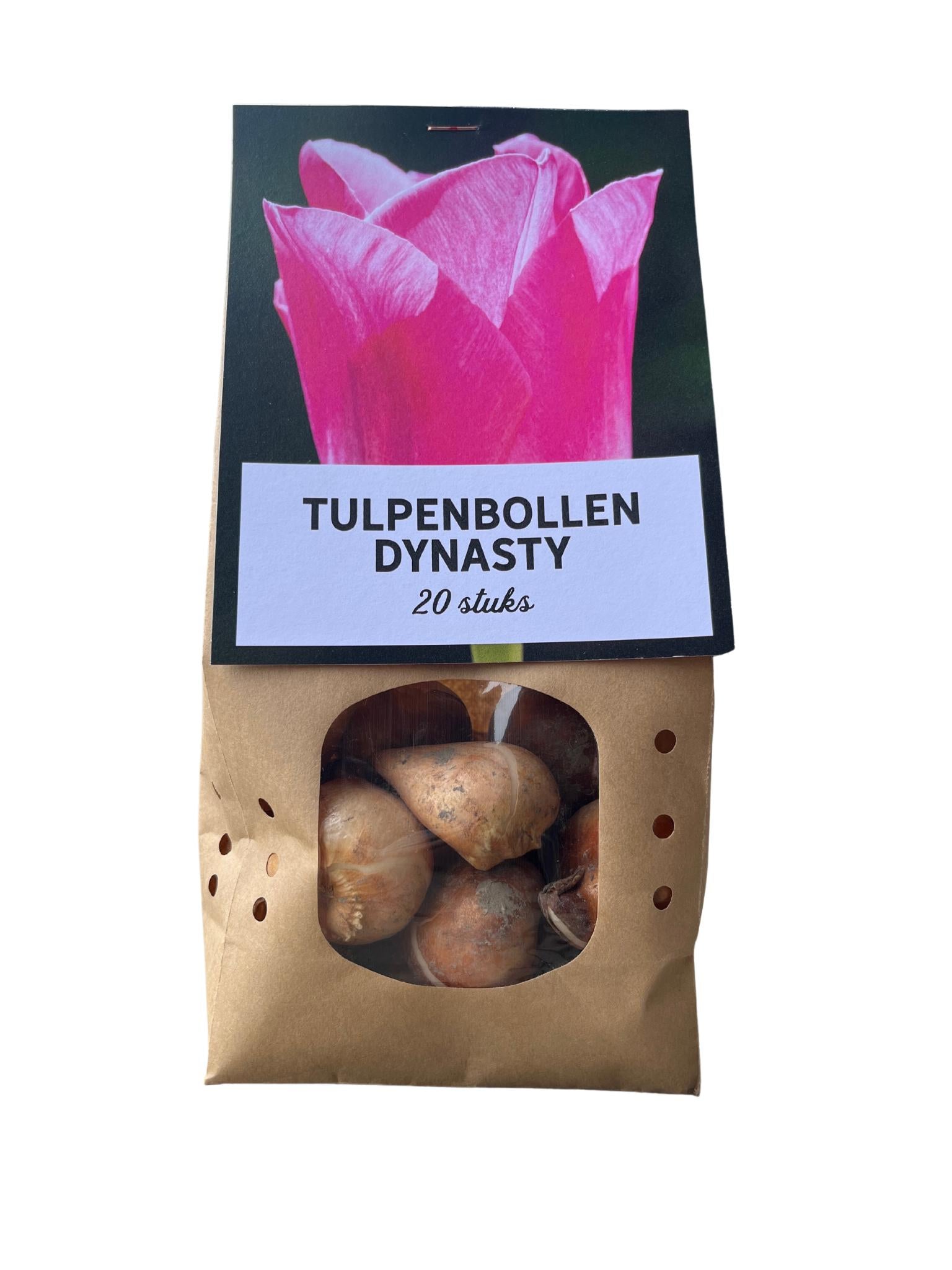 Tulpe Dynasty - Tulpenzwiebeln 20 Stück