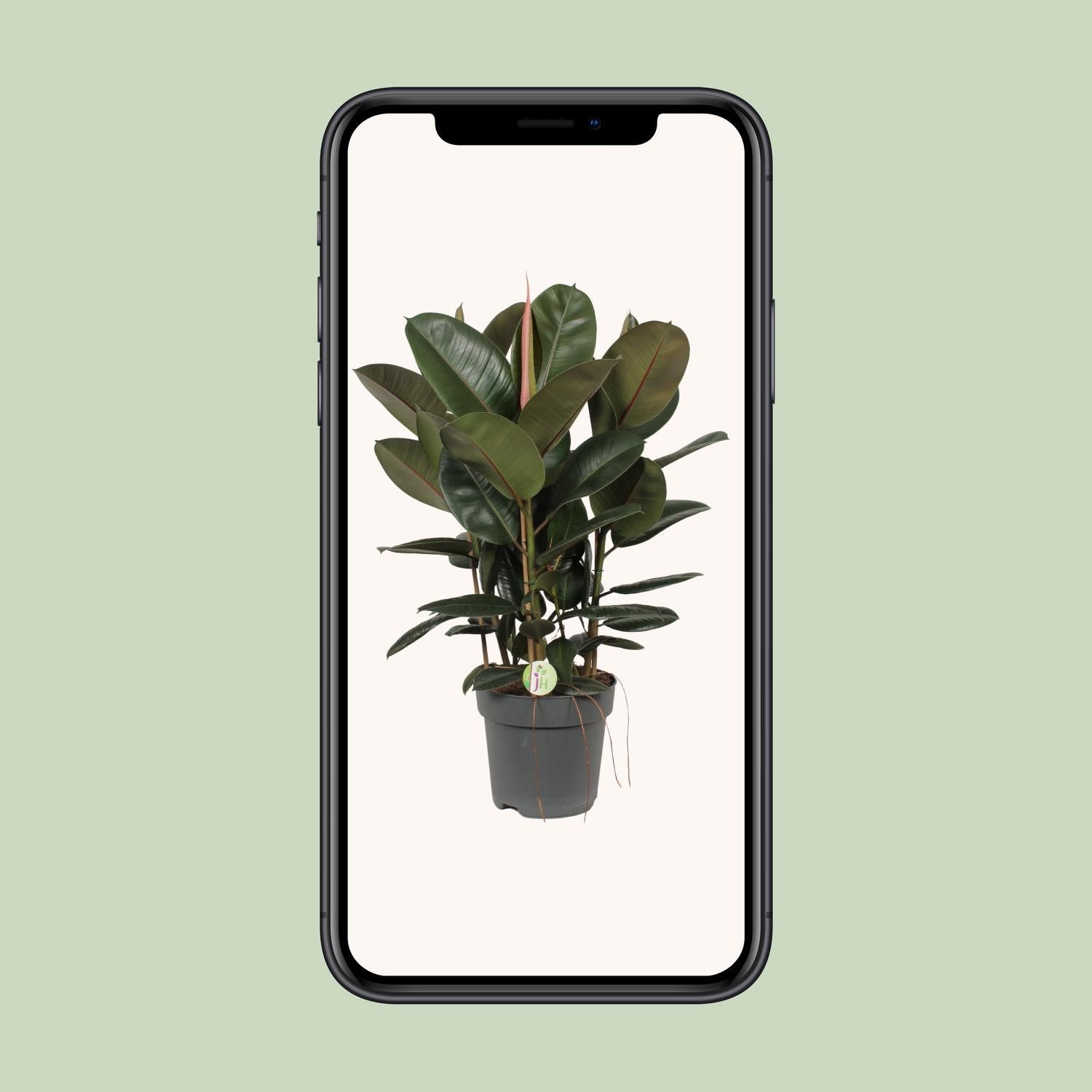 Gummibaum Ficus Robusta - Ø27cm - ↕90cm