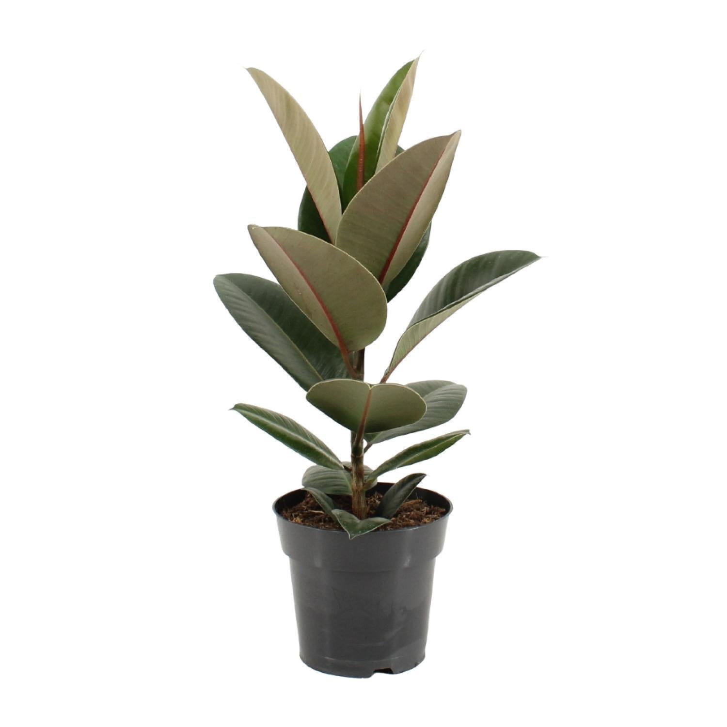 Gummibaum - Ficus Elastica Robusta - Ø17cm - ↕55cm