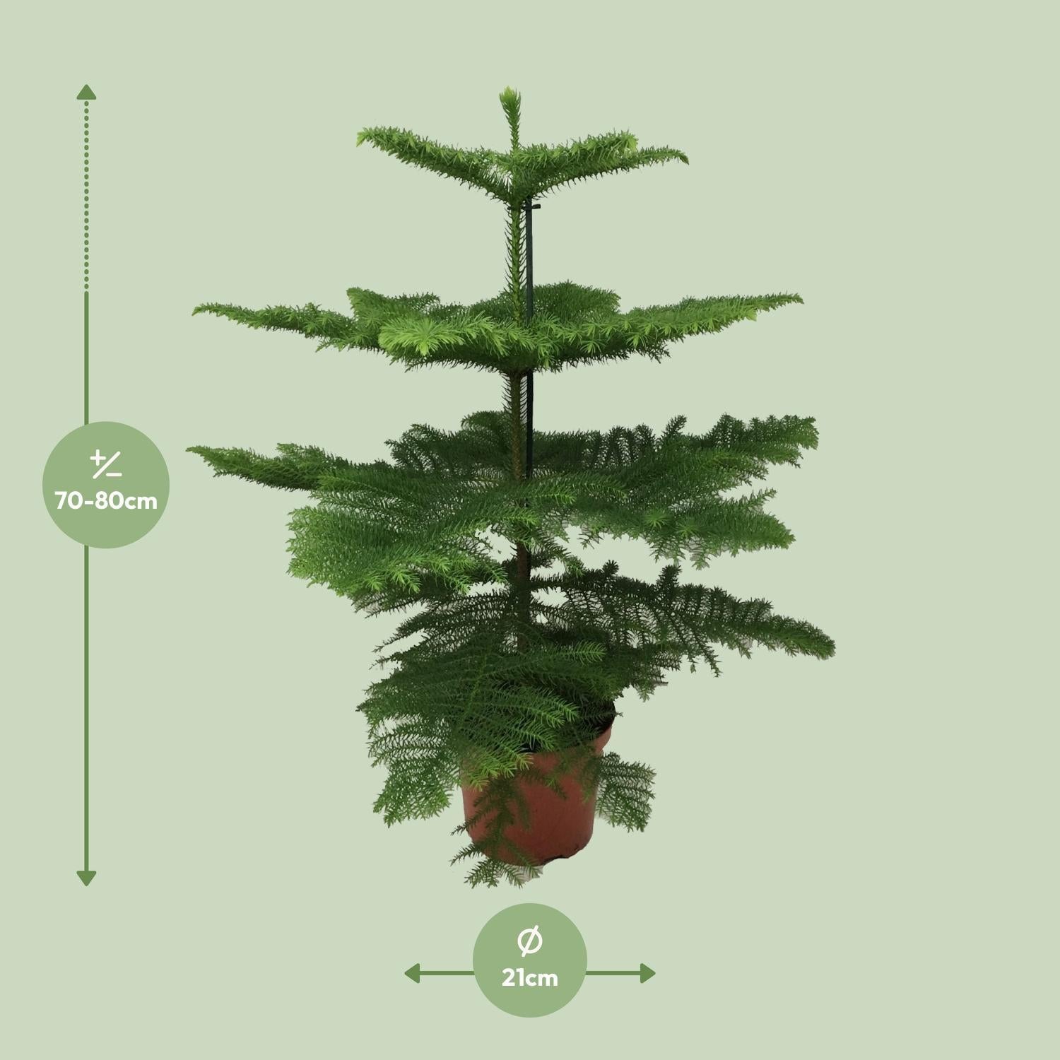 Norfolktanne  - Araucaria Heterophylla - Ø21 - ↨70cm