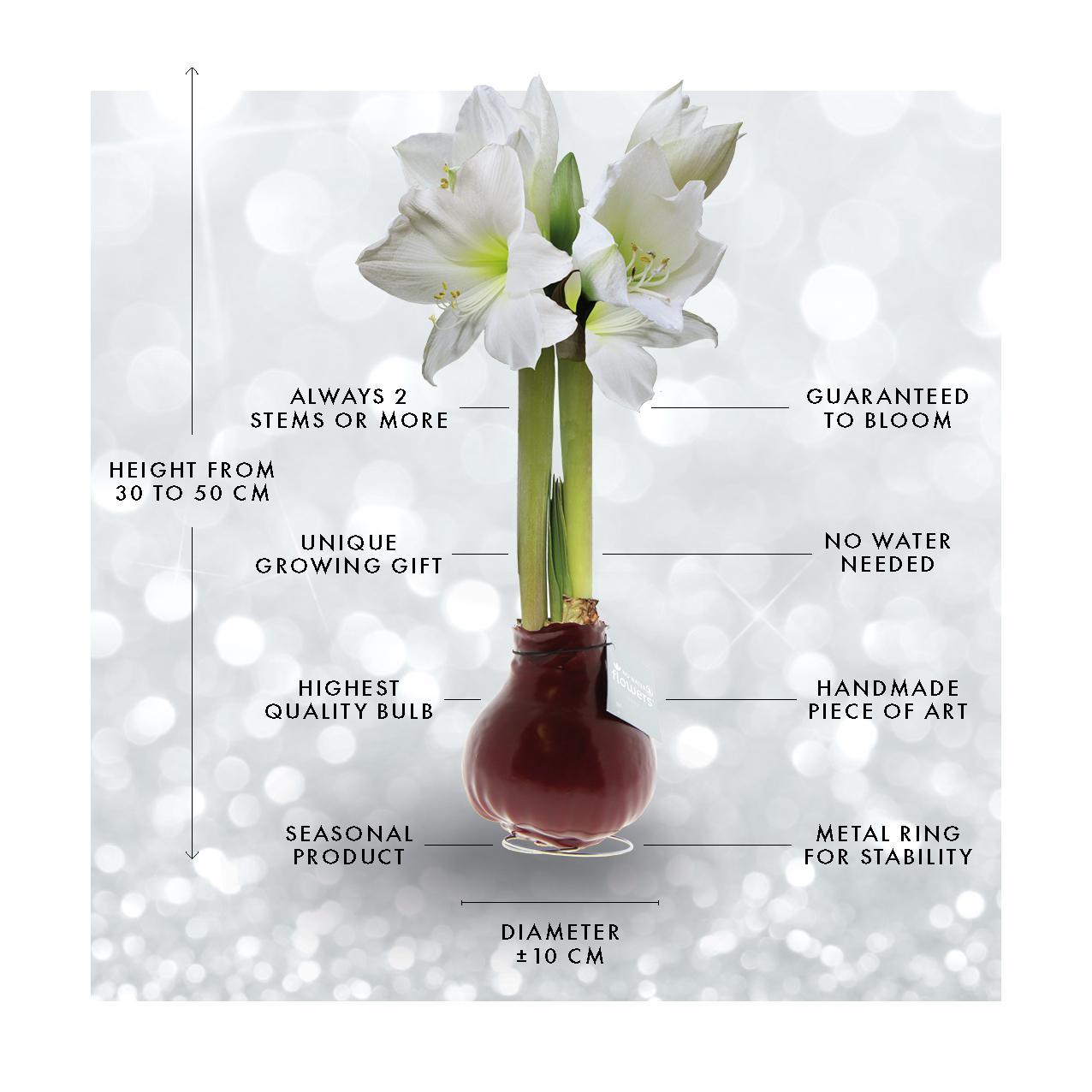 No Water Flowers® (wax amaryllis) | Waxz® Colours White (3 pack) + White flower