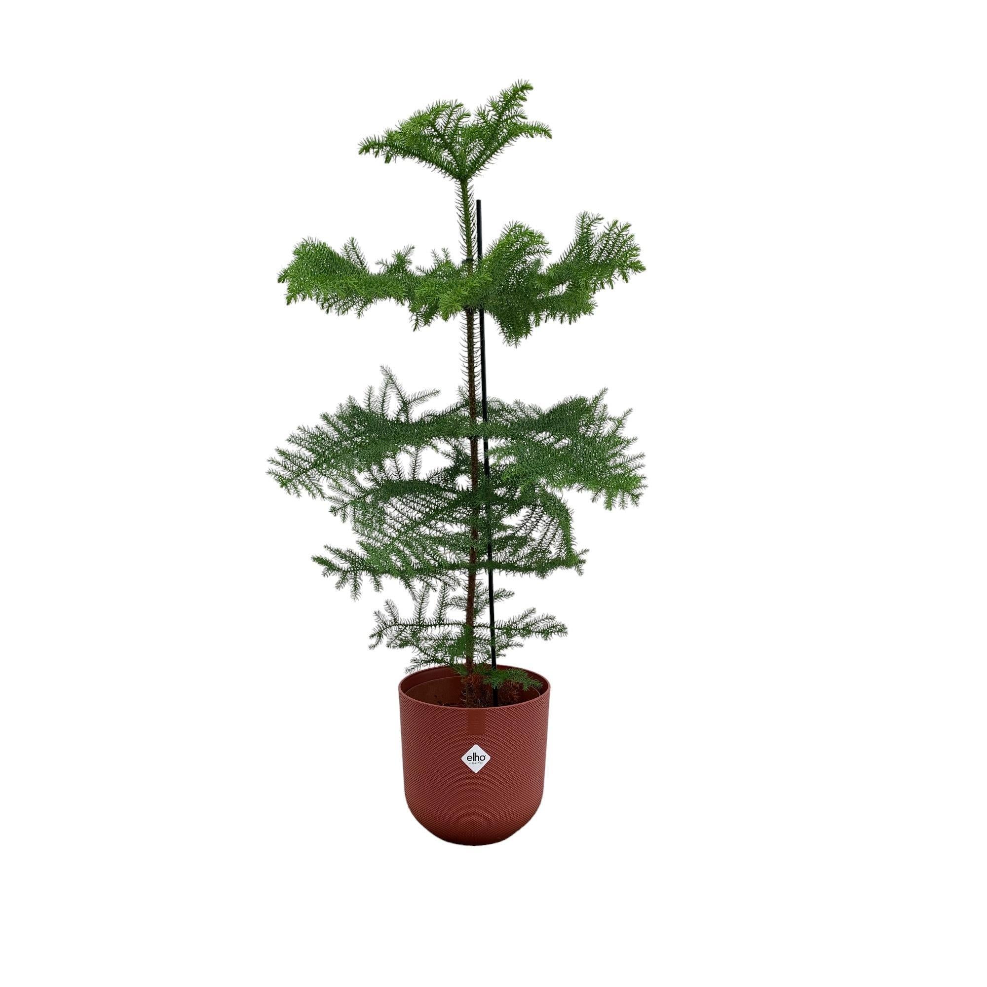 Araucaria (kamerden) inclusief elho Jazz Round Topf Tuscan Rot Ø23 - 100 cm