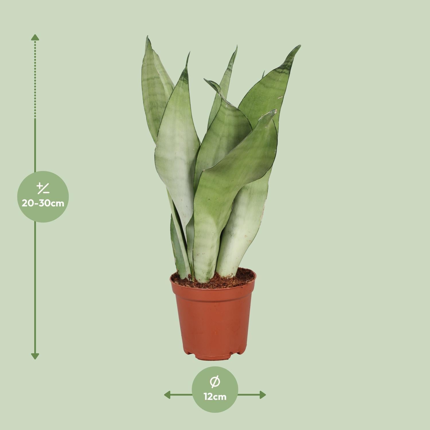 Schwiegermutterzunge - Sansevieria Trifasciata Moonshine - Ø12cm - ↕30cm