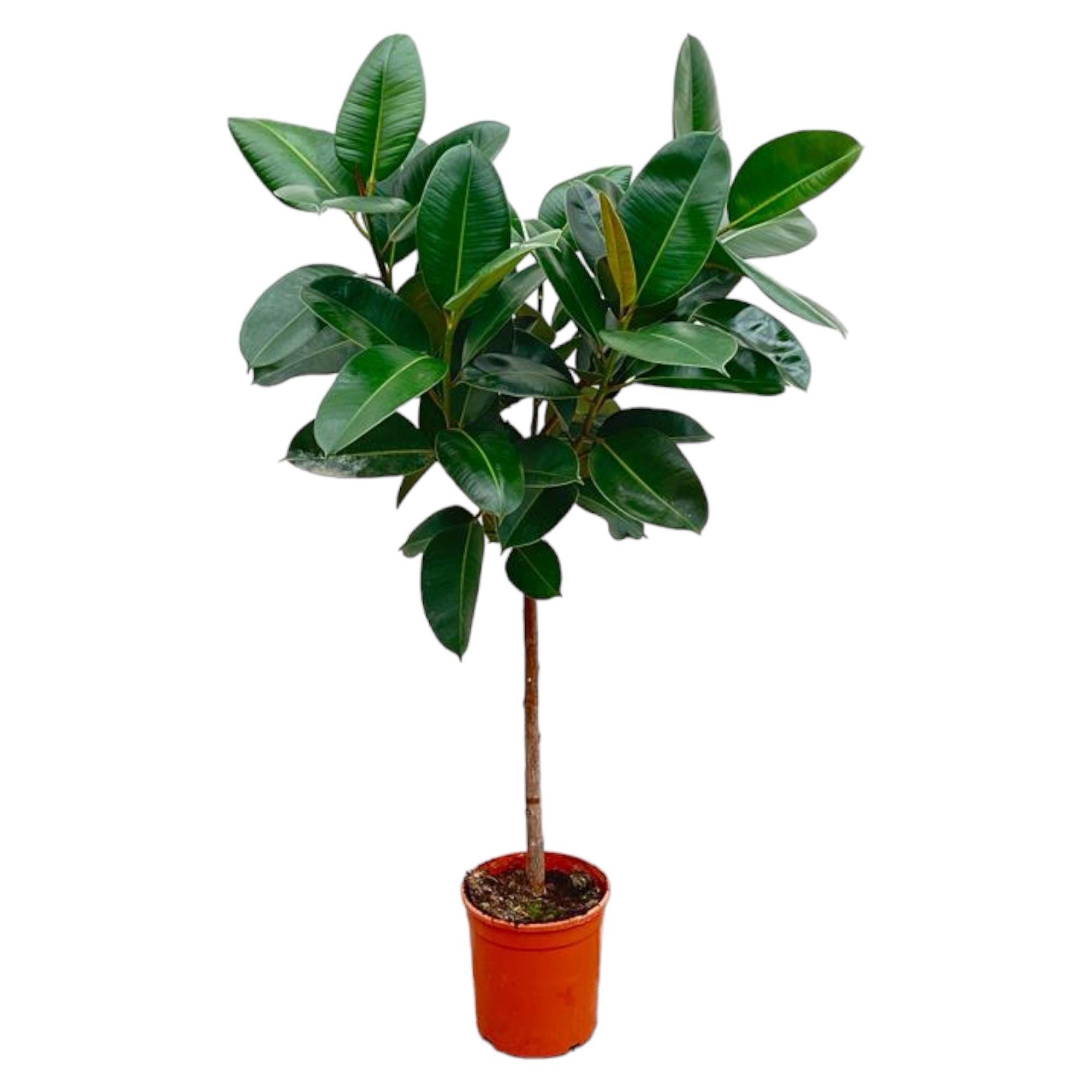 Gummibaum Ficus Elastica Robusta mit Stamm - 130 cm - ø24