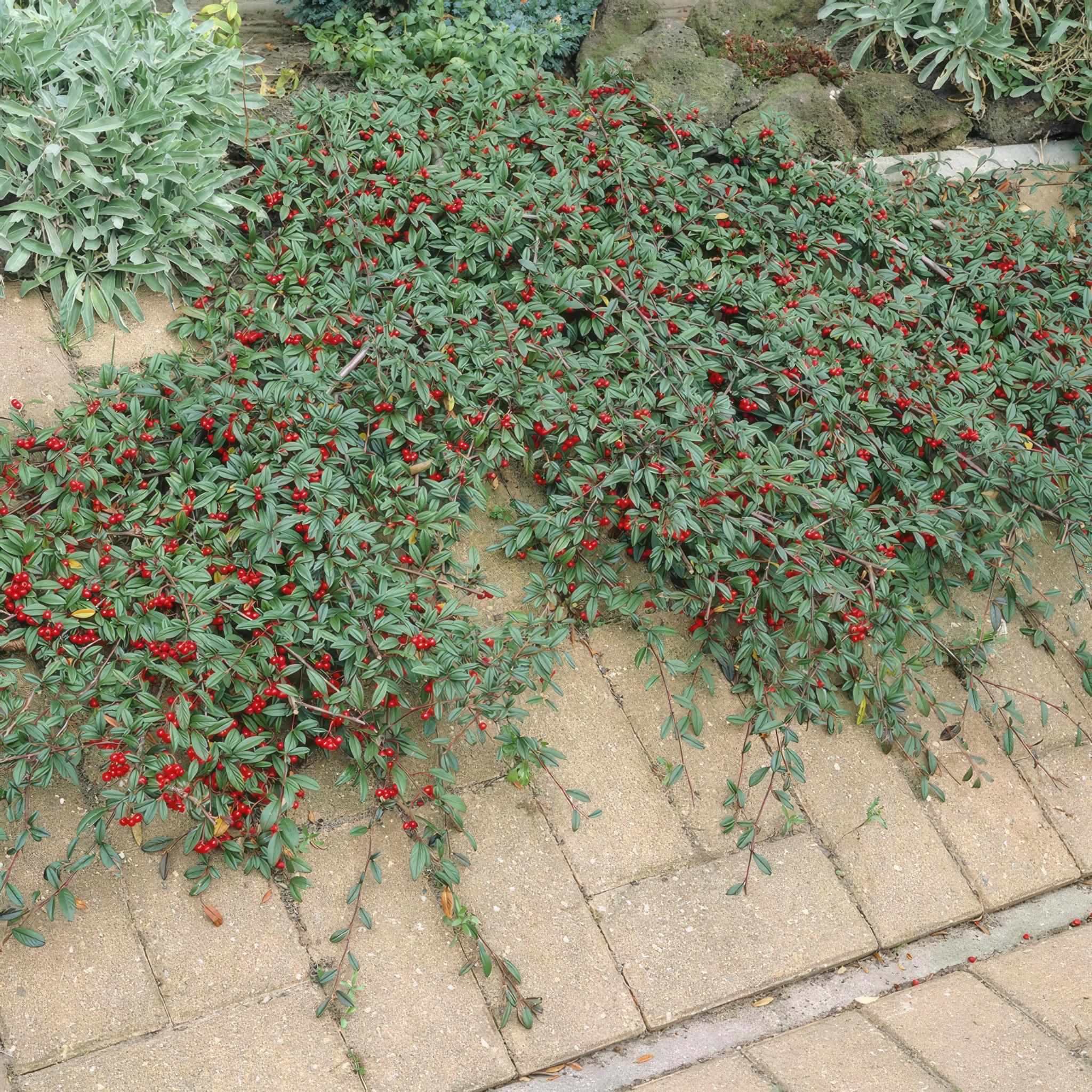 Zwergmispel, Teppichmistel auch Kriechmispel - Cotoneaster dammeri - ↕10-25cm - Ø9cm - 12 Stück