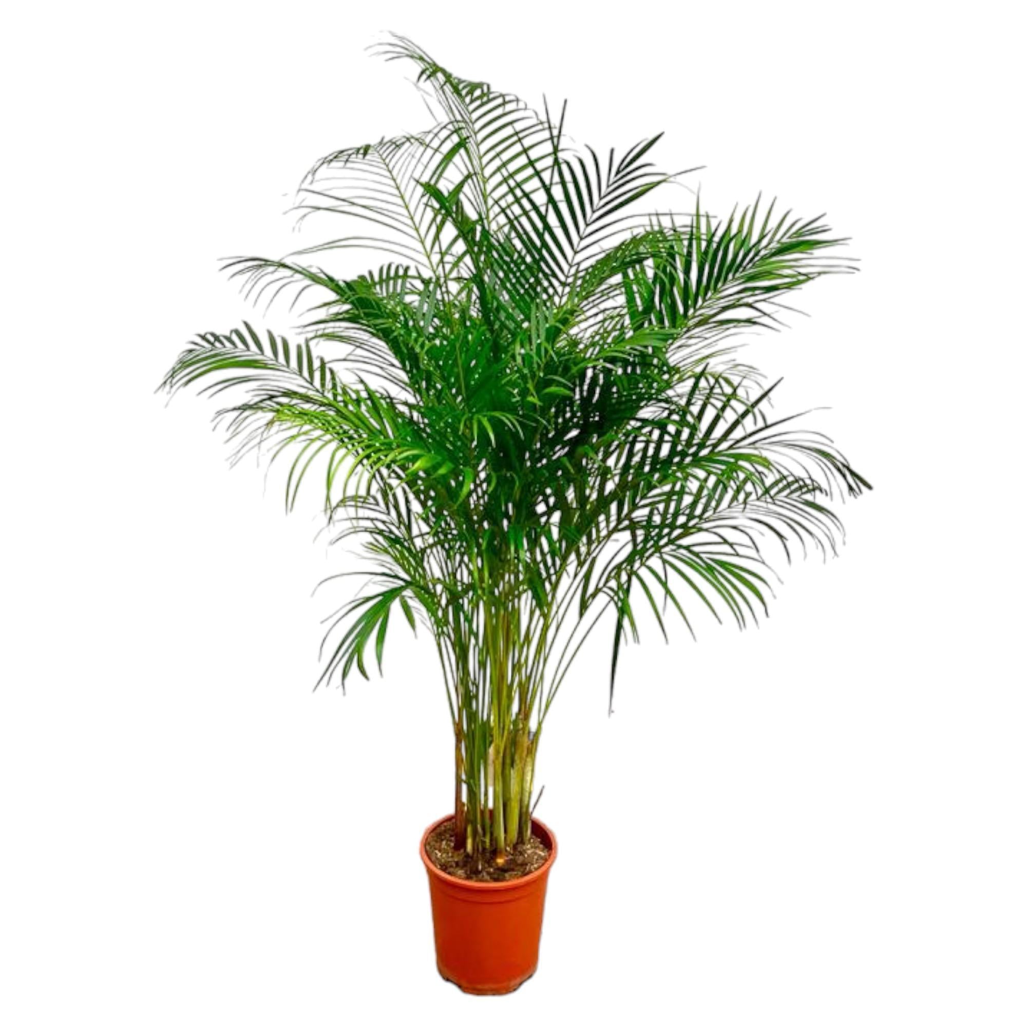 Dypsis Lutescens (Arecapalm) - 180 cm - ø24