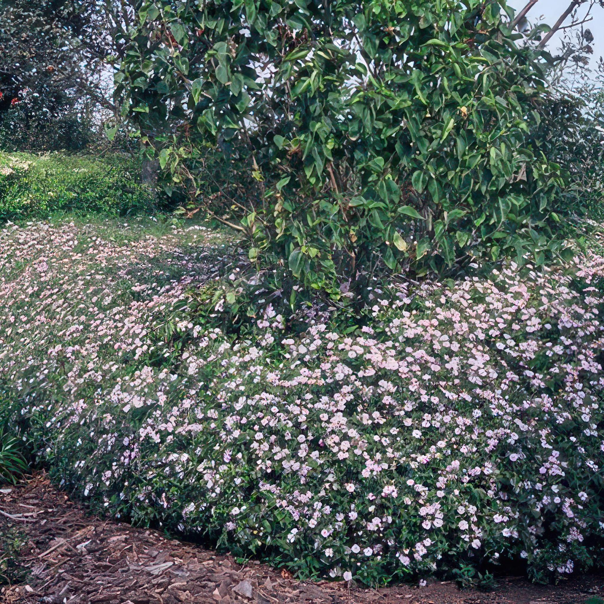 Wildaster - Aster ageratoides 'Asran' - ↕25cm - Ø9cm -  - 6x