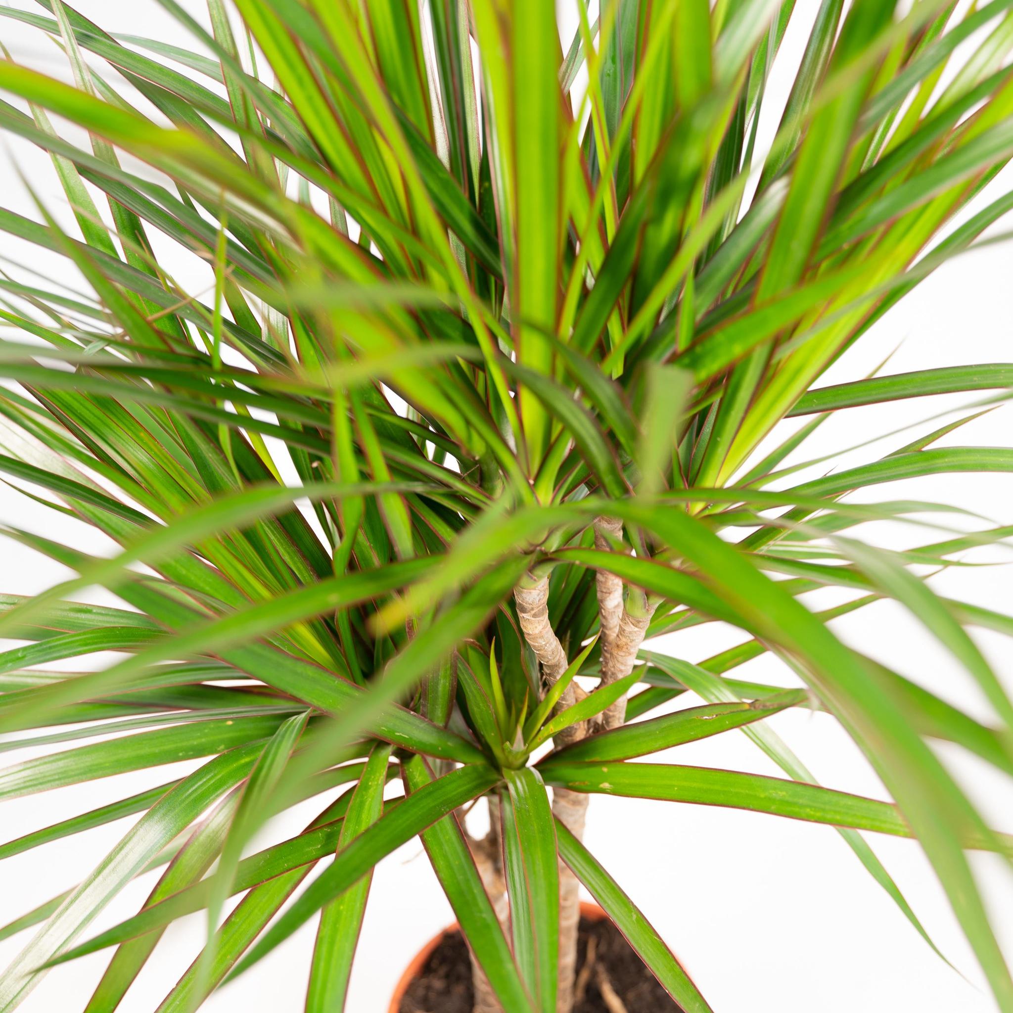 Drachenbaum Marginata - Dracaena Marginata - Ø21cm - ↕120cm