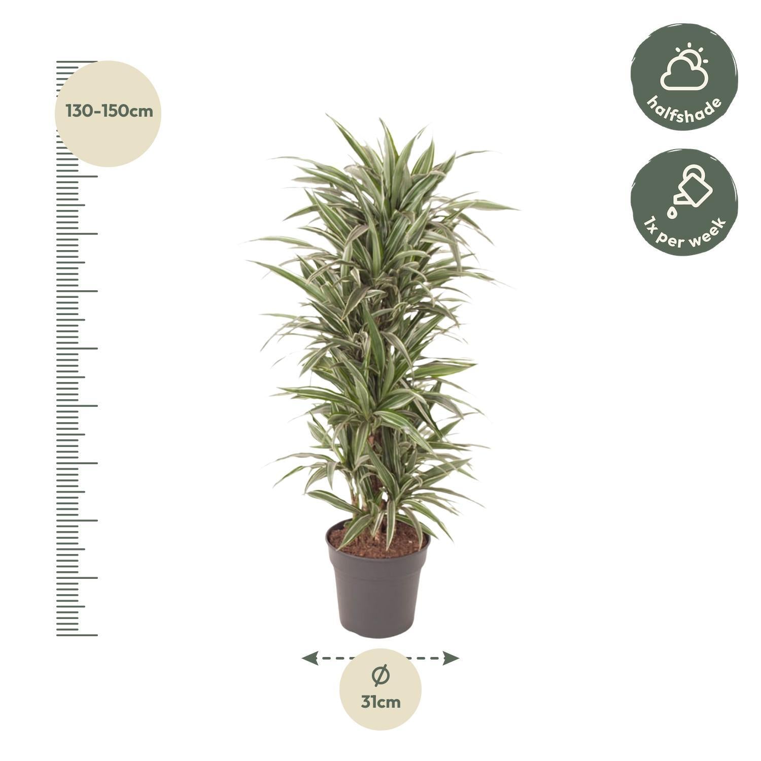 Drachenbaum Warneckei - Dracaena Warneckei verzweigt  - 140 cm - ø31