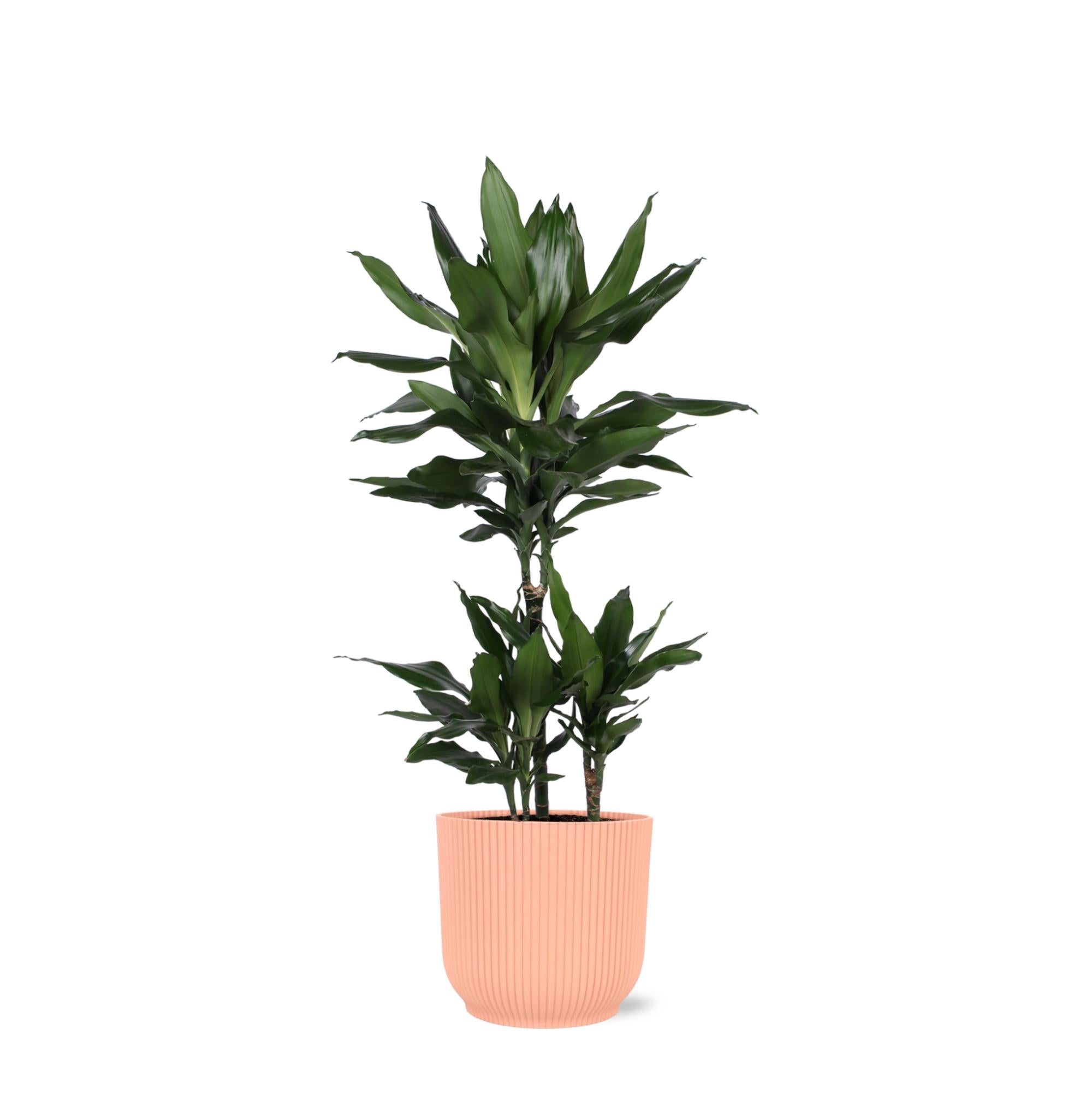 Drachenbaum Janet Lind - Dracaena Janet Lind Ø21cm - ↕90cm in Vibes Topf rosa