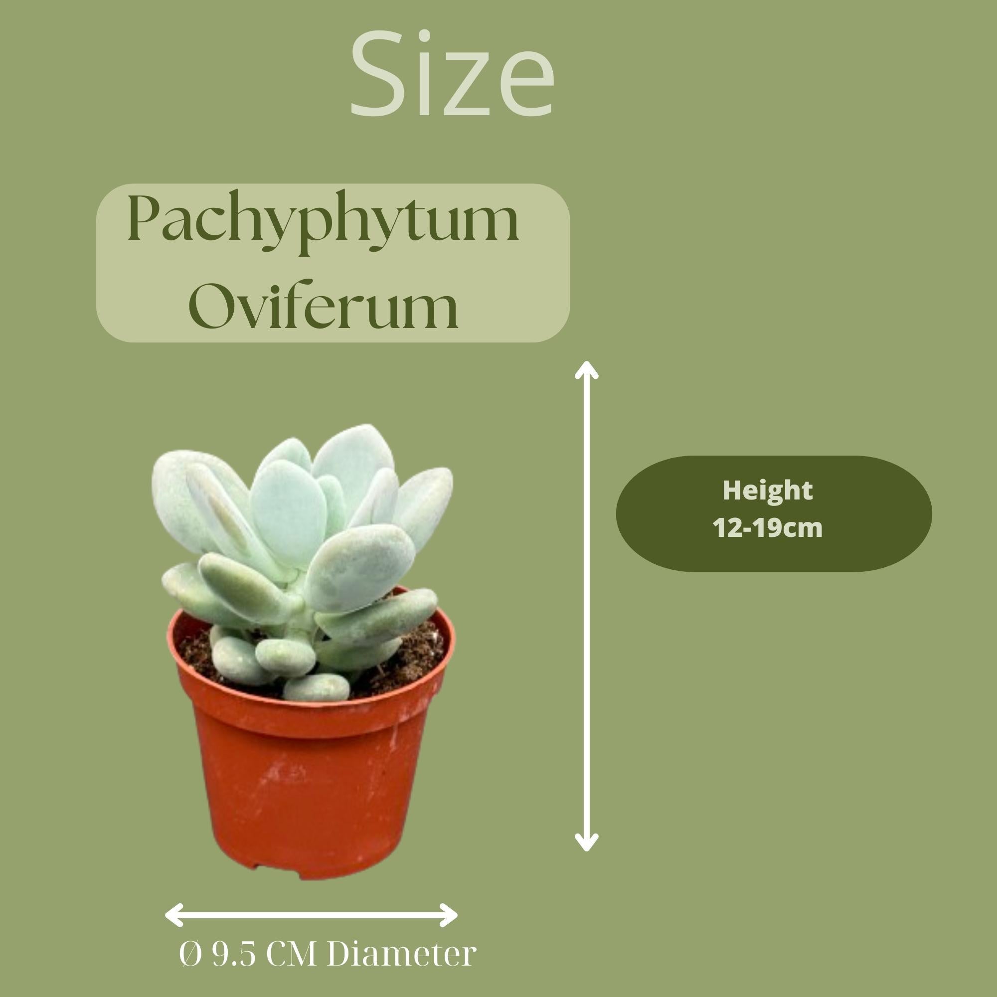 Sukkulenten Set - Pachyphytum Oviferum - 8.5cmØ- 12-17cm im Mexiko Topf    3 Stück