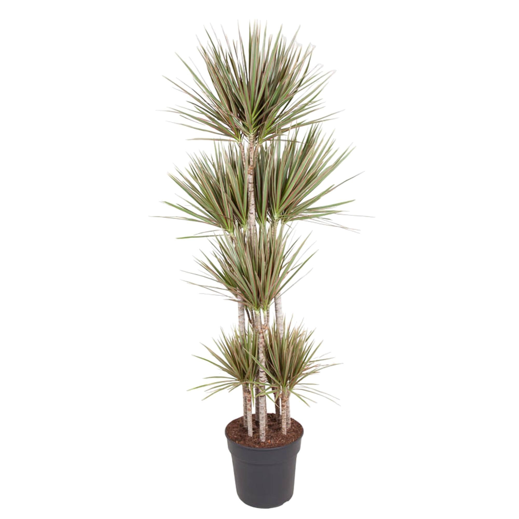 Dracaena Tweekleurige Carrousel - 180 cm - ø34