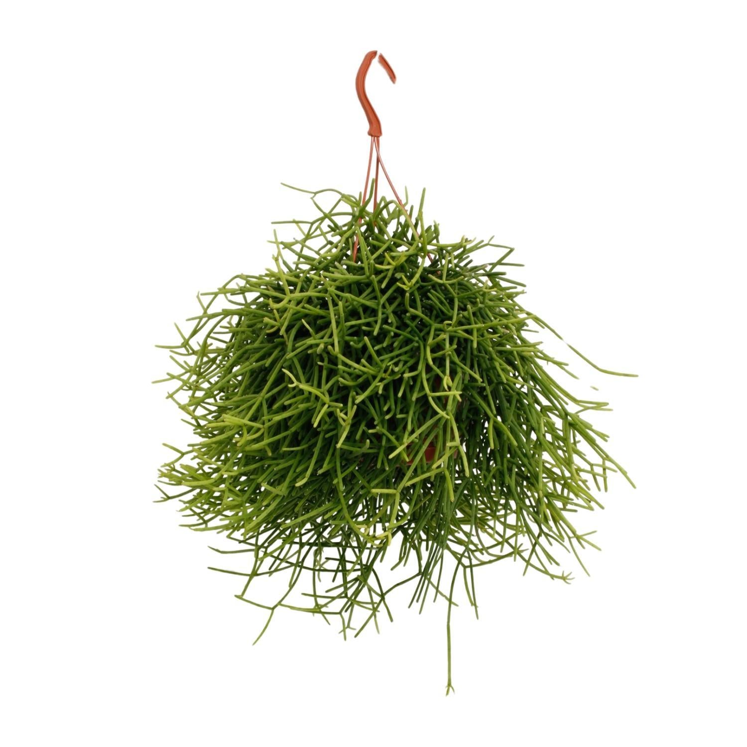 Korallenkaktus - Rhipsalis Heteroclada Kaktus - Ø17cm - ↕25cm