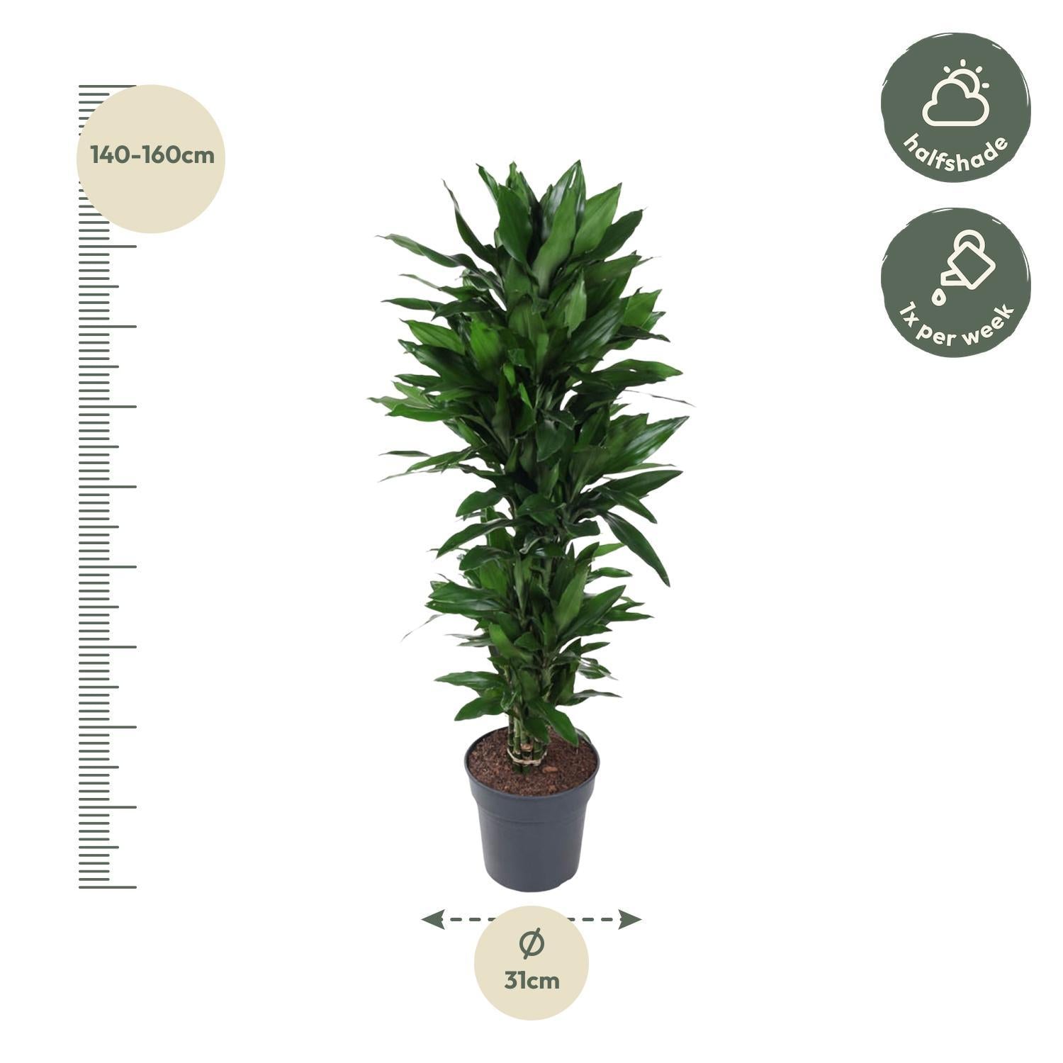 Drachenbaum Janet Lind - Dracaena Janet Lind verzweigt - 150 cm - ø31