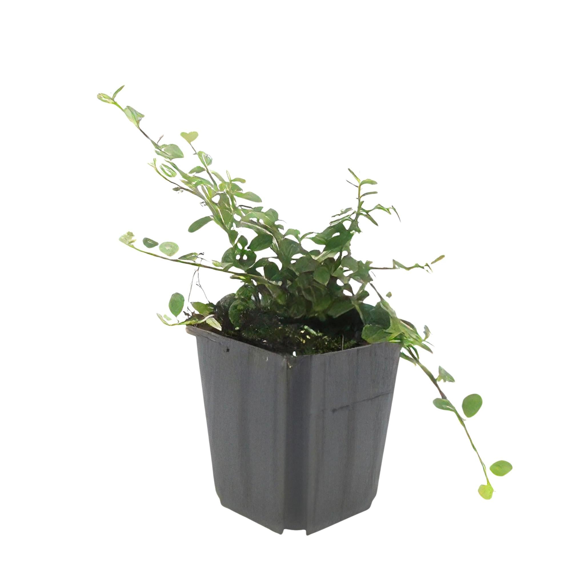 Zwergmispel - Cotoneaster pr. 'Streib's Findling' - ↕25cm - Ø9cm  - 40x