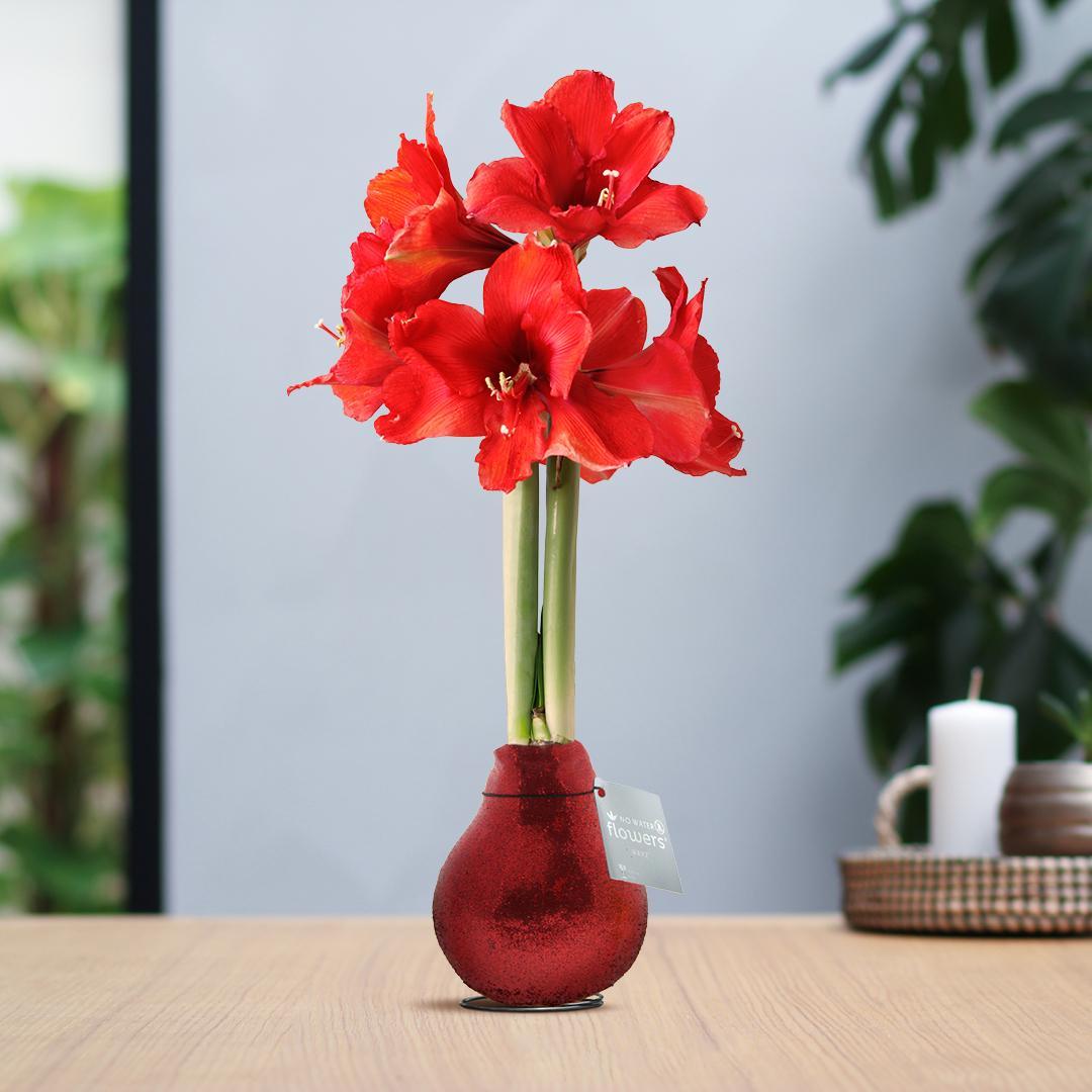 No Water Flowers® (wax amaryllis) | Glitterz® - Red + Red flower