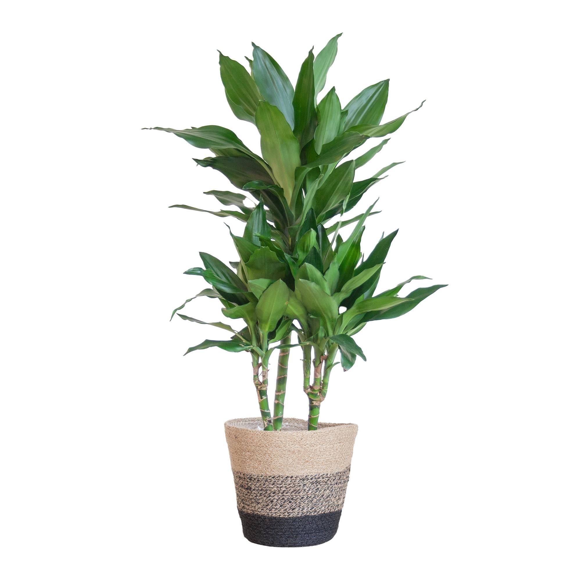 Drachenbaum - Dracaena Janet Lindt mit Pflanzkorb Lissabon Schwarz - 95cm - Ø21