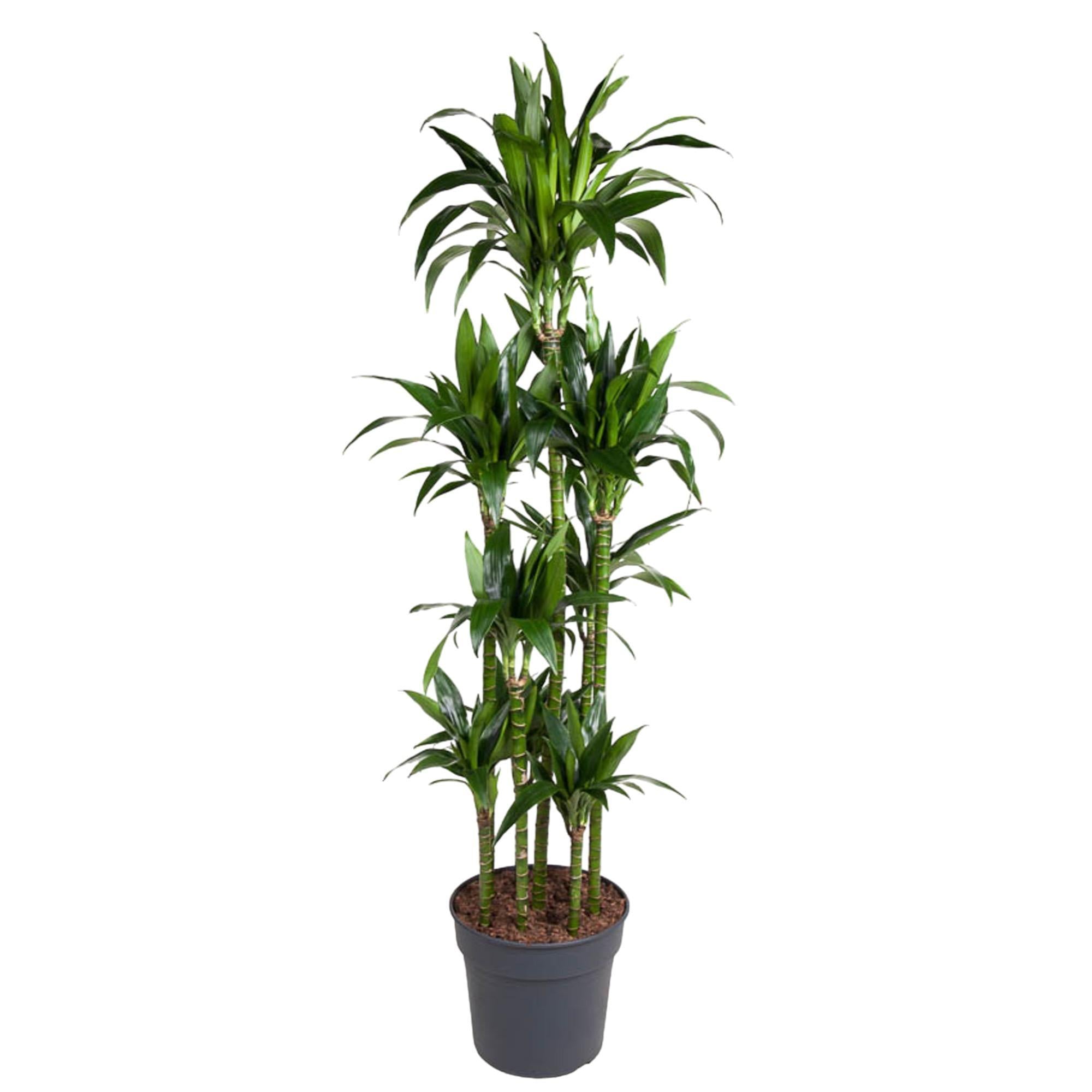 Drachenbaum Janet Craig - Dracaena Janet Craig Carrousel - 180 cm - ø34