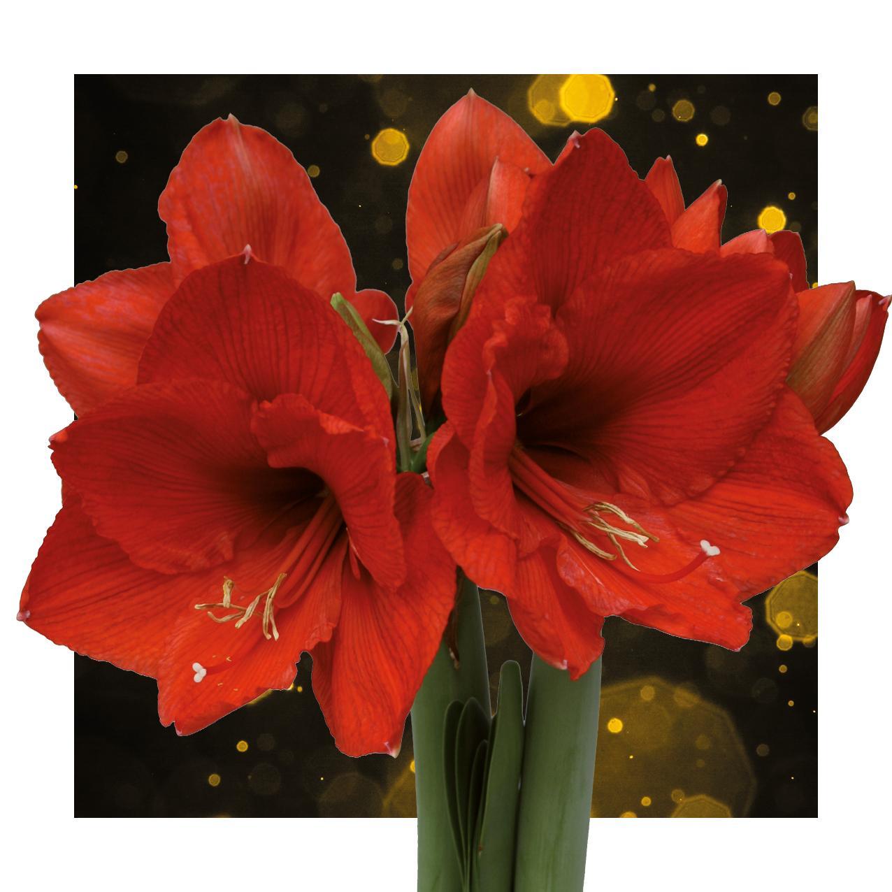 No Water Flowers® (wax amaryllis) | Univerz Saturnus Mix (3 pack) + Red flower