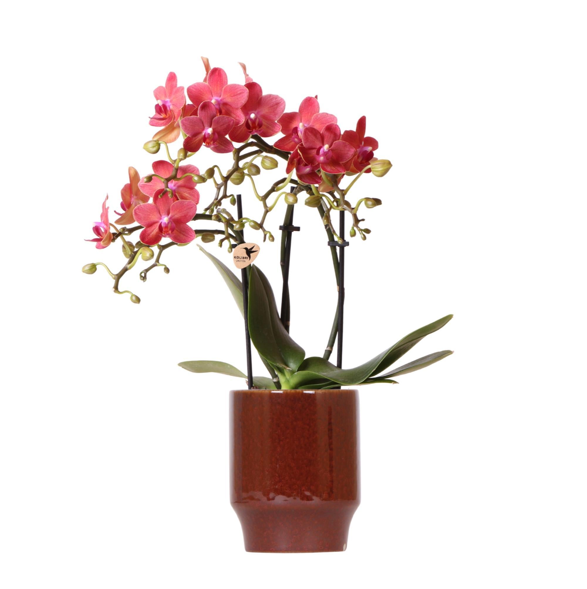 Kolibrie-orchideeën | rode Phalaenopsis orchidee - Congo + Classy rood - potmaat Ø9cm | bloeiende kamerplant - vers van de veredelaar