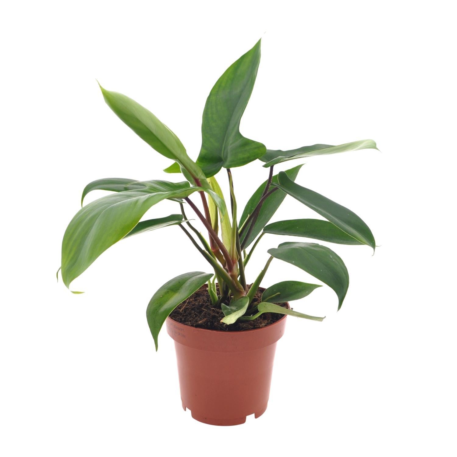 Philodendron Florida Green - Ø12cm - ↕25cm