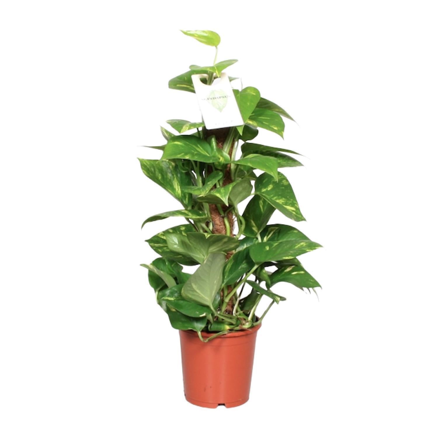 Efeutute - Epipremnum Pinnatum Mosstok 60cm Scindapsus - Ø15cm - ↕60cm mit Moosstab