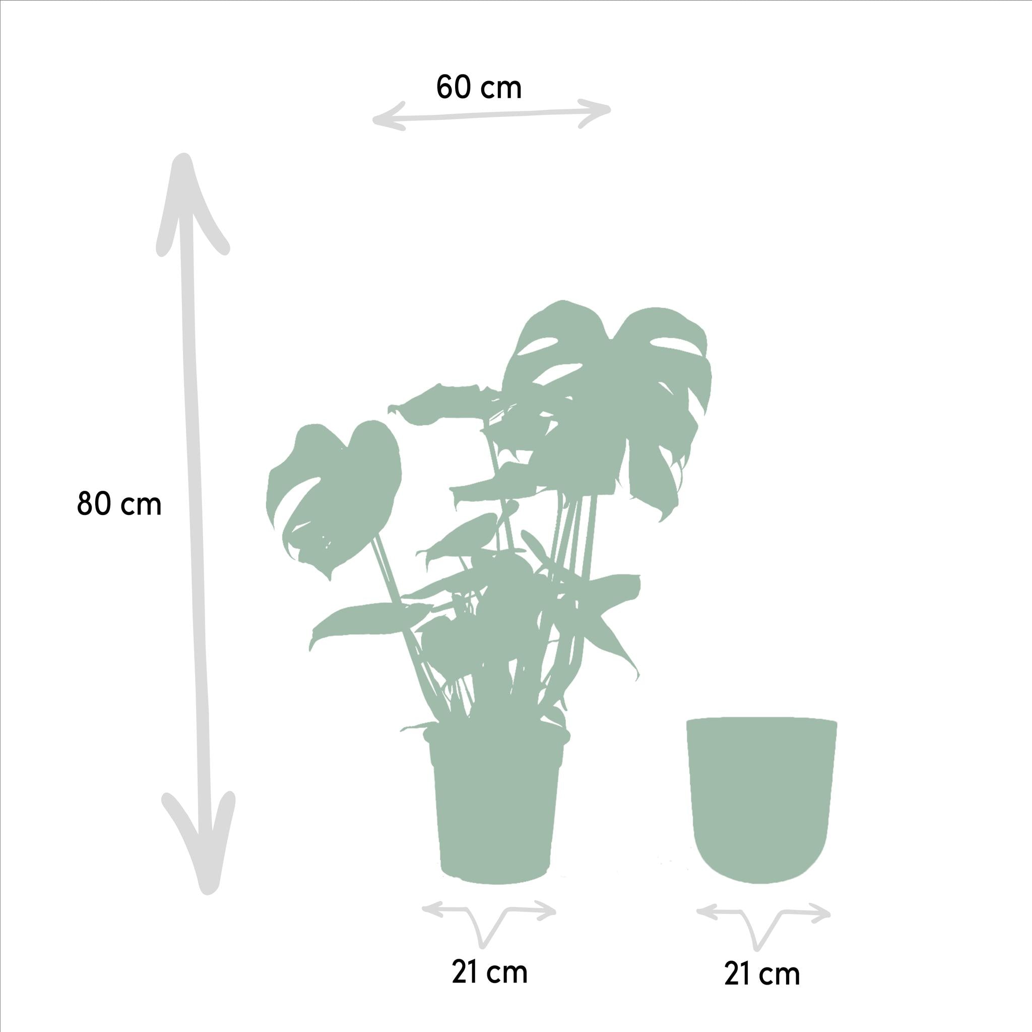 Monstera Deliciosa + Pot Mayk Lood - ↨80cm - Ø21cm