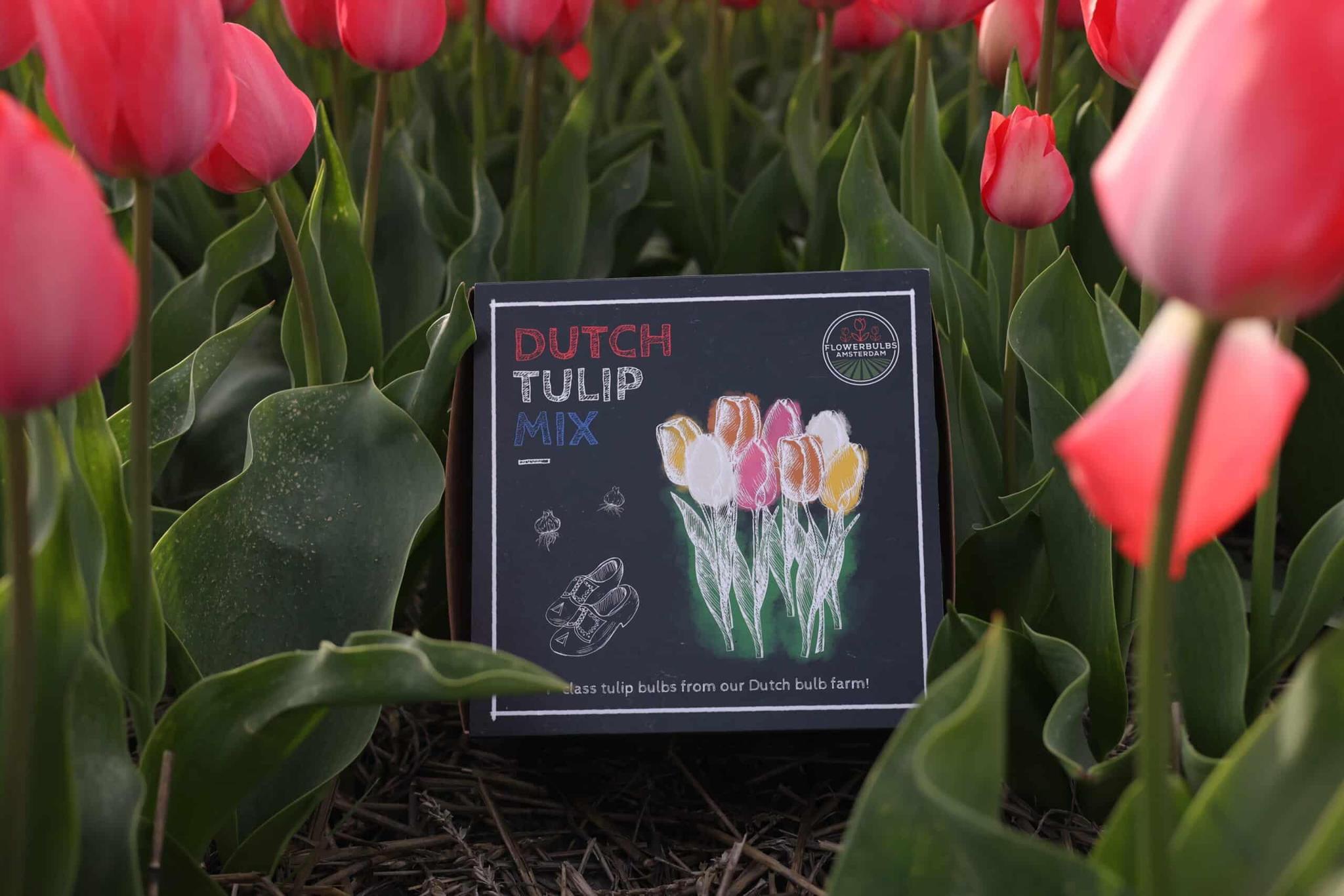 Tulpen Mix  - Dutch Tulpen Mix - Luxusbox mittel, 40 Blumenzwiebeln für 1 qm Blumenpracht - Größe 12+