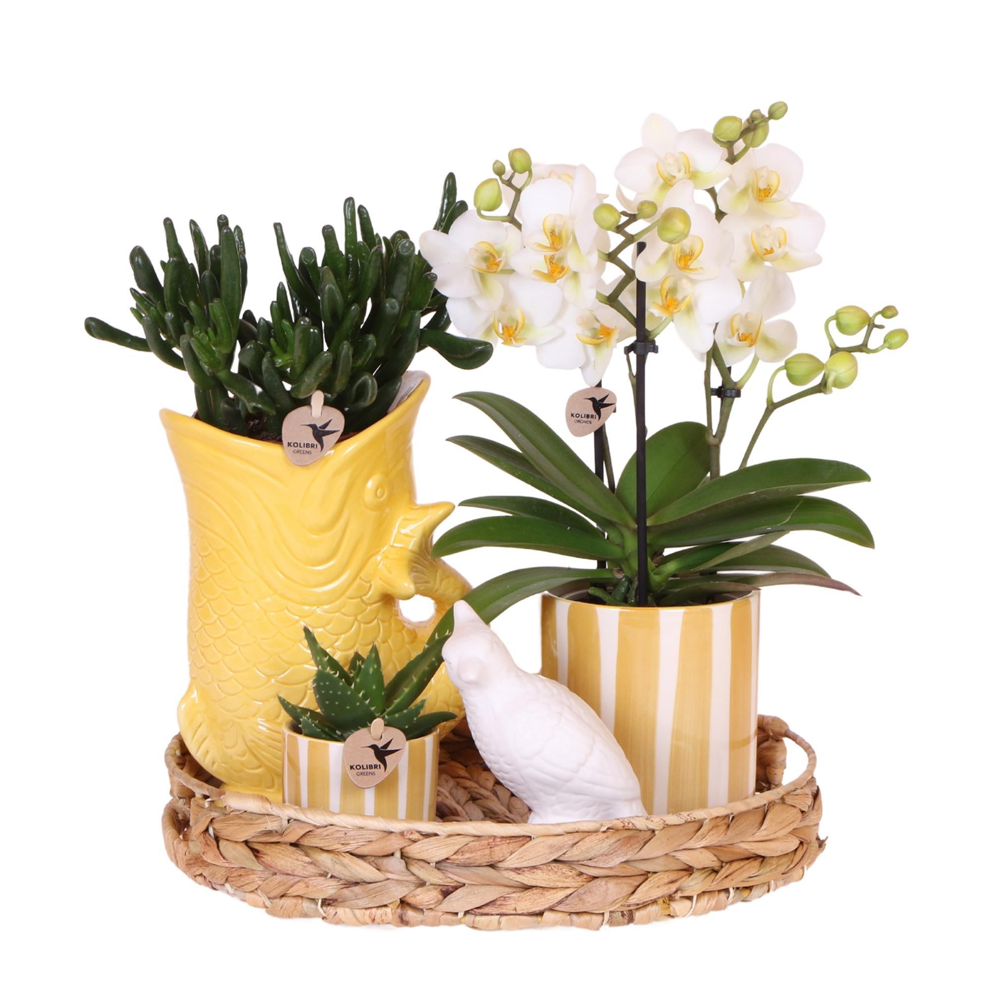 Orchideen Geschenkset Mediterranean Sunset - Pflanzenset mit weißer Phalaenopsis Orchidee Lausanne und Sukkulenten inkl. Keramiktöpfen