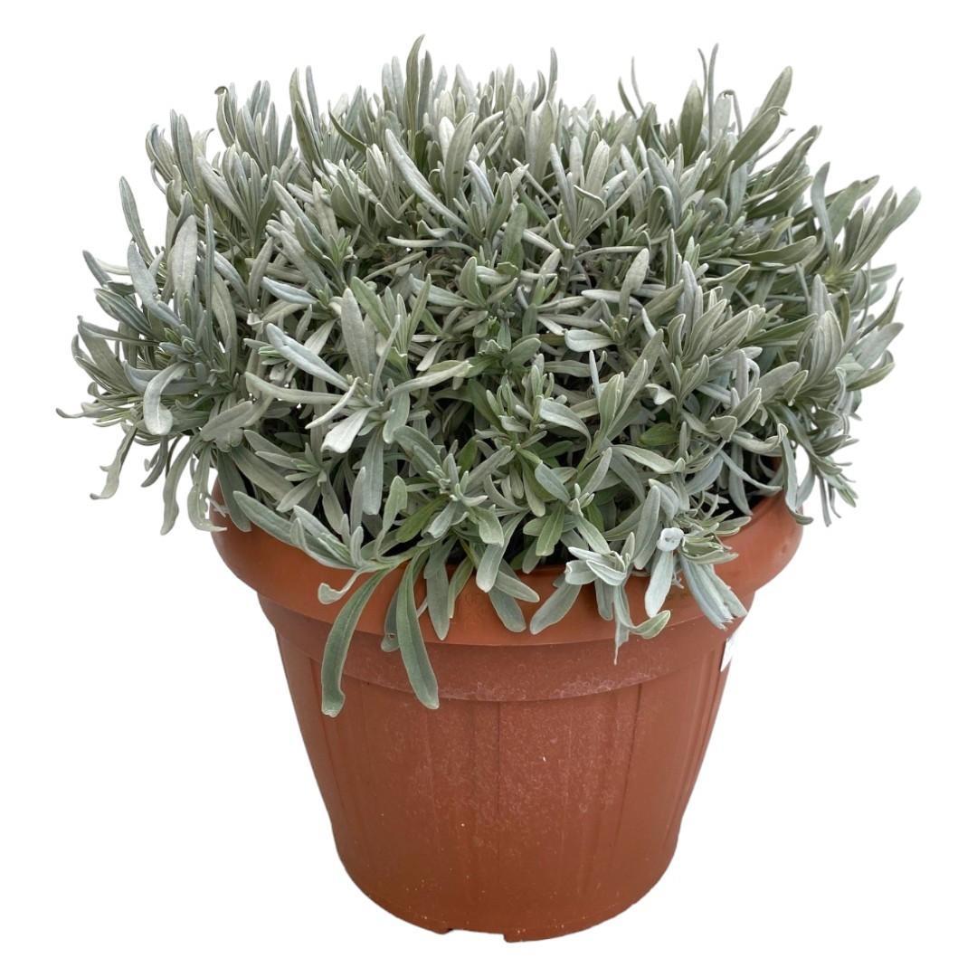 Lavendel - Lavandula Angustifolia - Ø30cm - ↕40cm