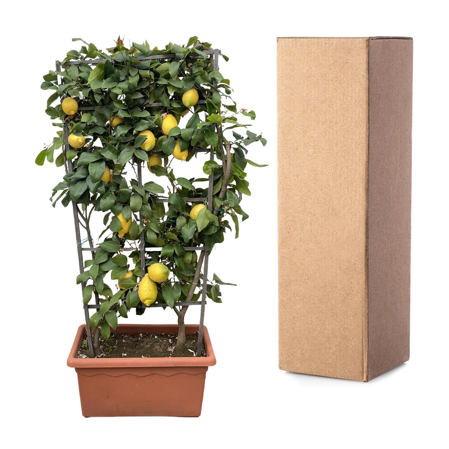 Zitronenranke - Citrus Lemon - Zitrone auf Ranken - 160cm - ø60