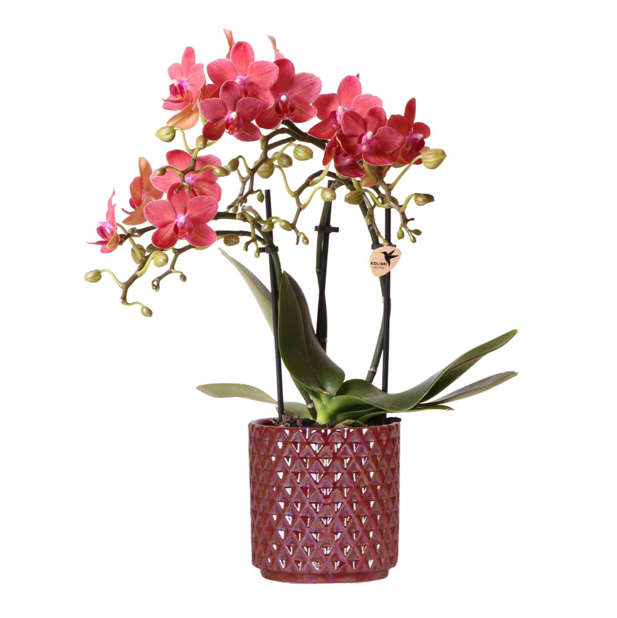 Orchidee Rote Phalaenopsis-Orchidee Congo + Roter Pearl-Topf - Topfgröße Ø9cm | Blühende Zimmerpflanze - Frisch vom Züchter