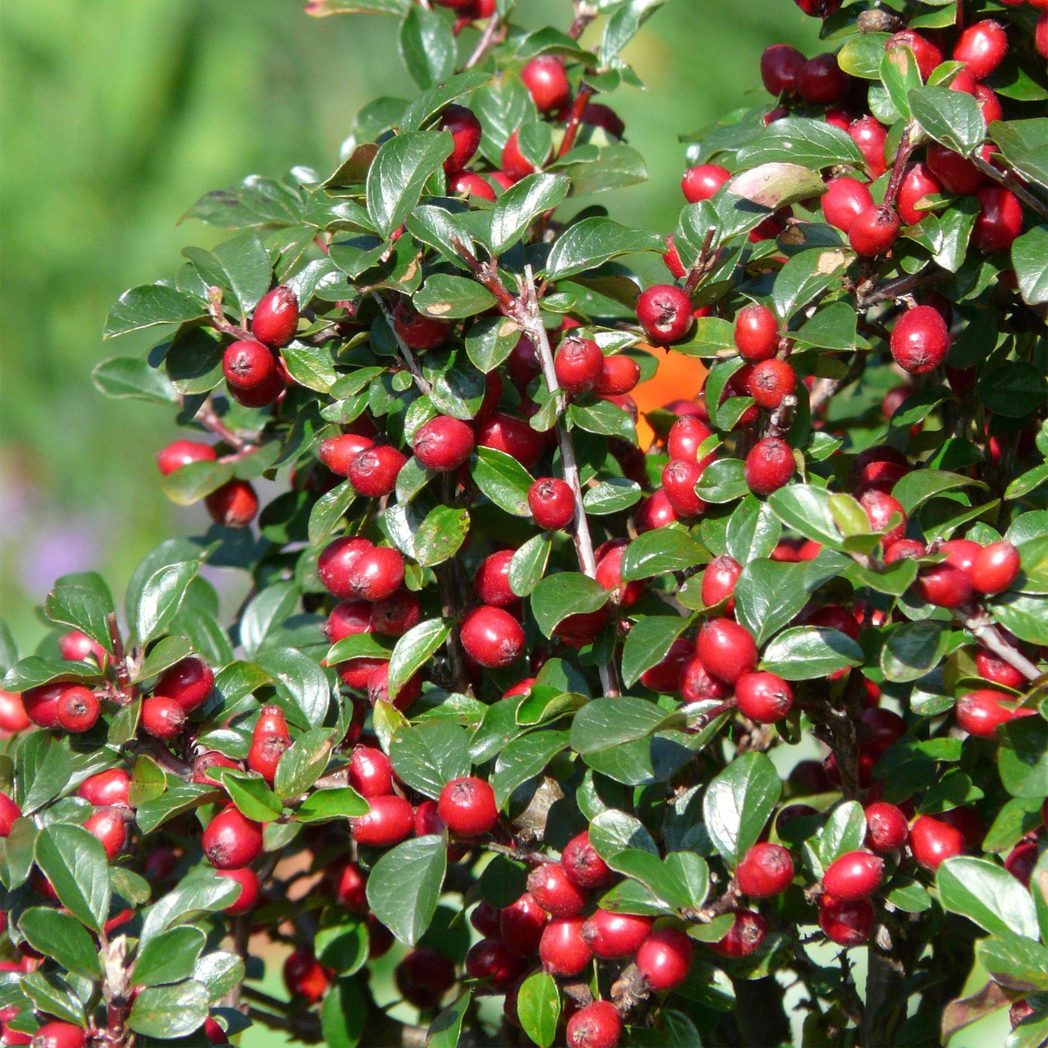 Zwergmispel, Teppichmistel auch Kriechmispel - Cotoneaster dammeri - ↕10-25cm - Ø9cm - 6 Stück