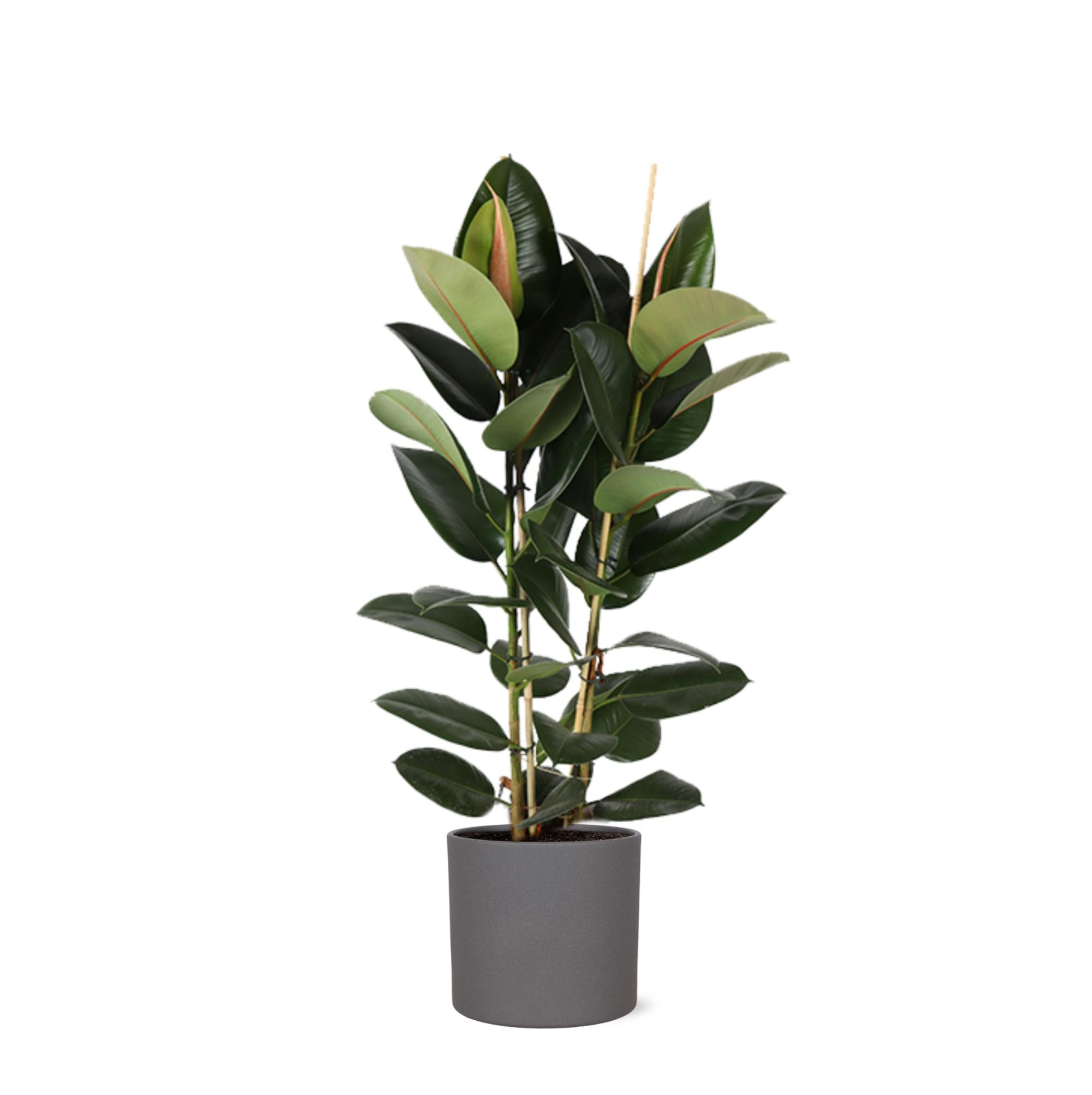 Gummibaum Ficus Elastica Robusta Ø24cm - ↕110cm in Era ANTRACIET Topf