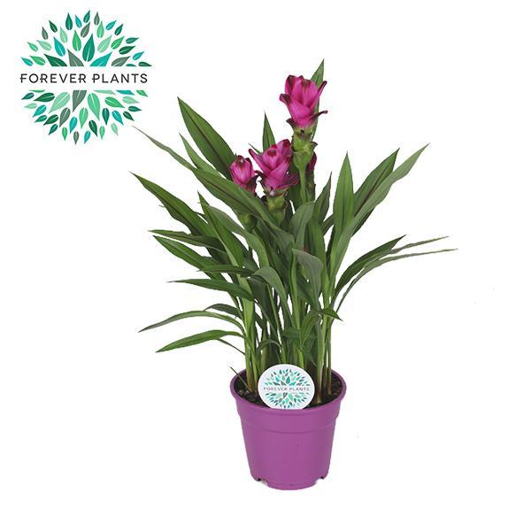 Kurkuma Siam - Curcuma Siam Splash - Ø17cm - ↕60cm