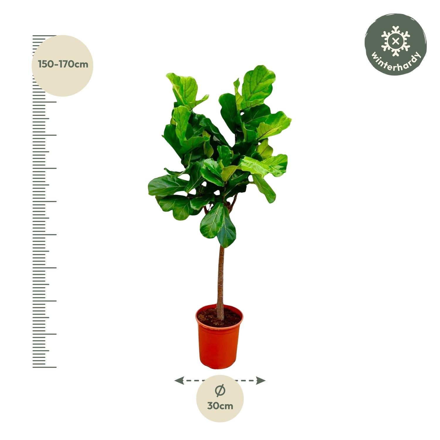 Ficus Lyrata giek - 160 cm - ø30