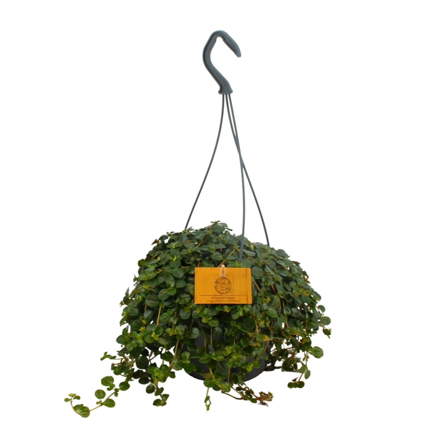 Pilea Depressa - Ø15cm - ↕25cm