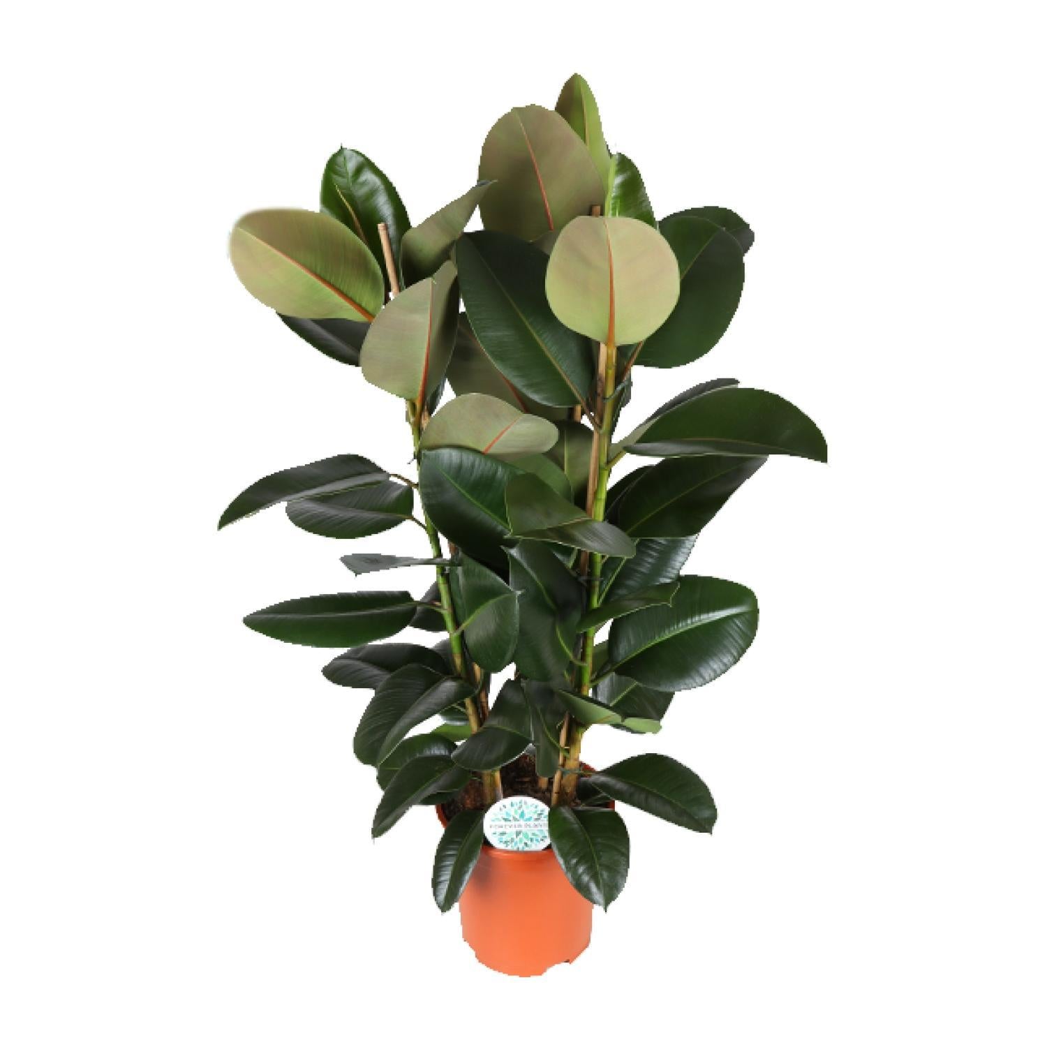 Gummibaum Ficus Elastica Robusta - Ø27cm - ↕115cm